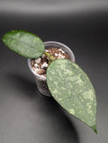Hoya Harlene