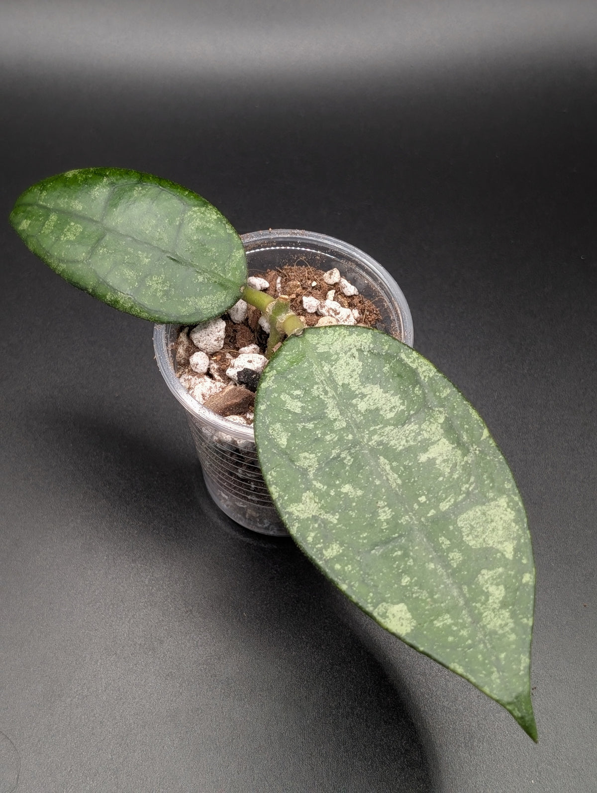 Hoya Harlene