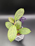Hoya Obscura Silver