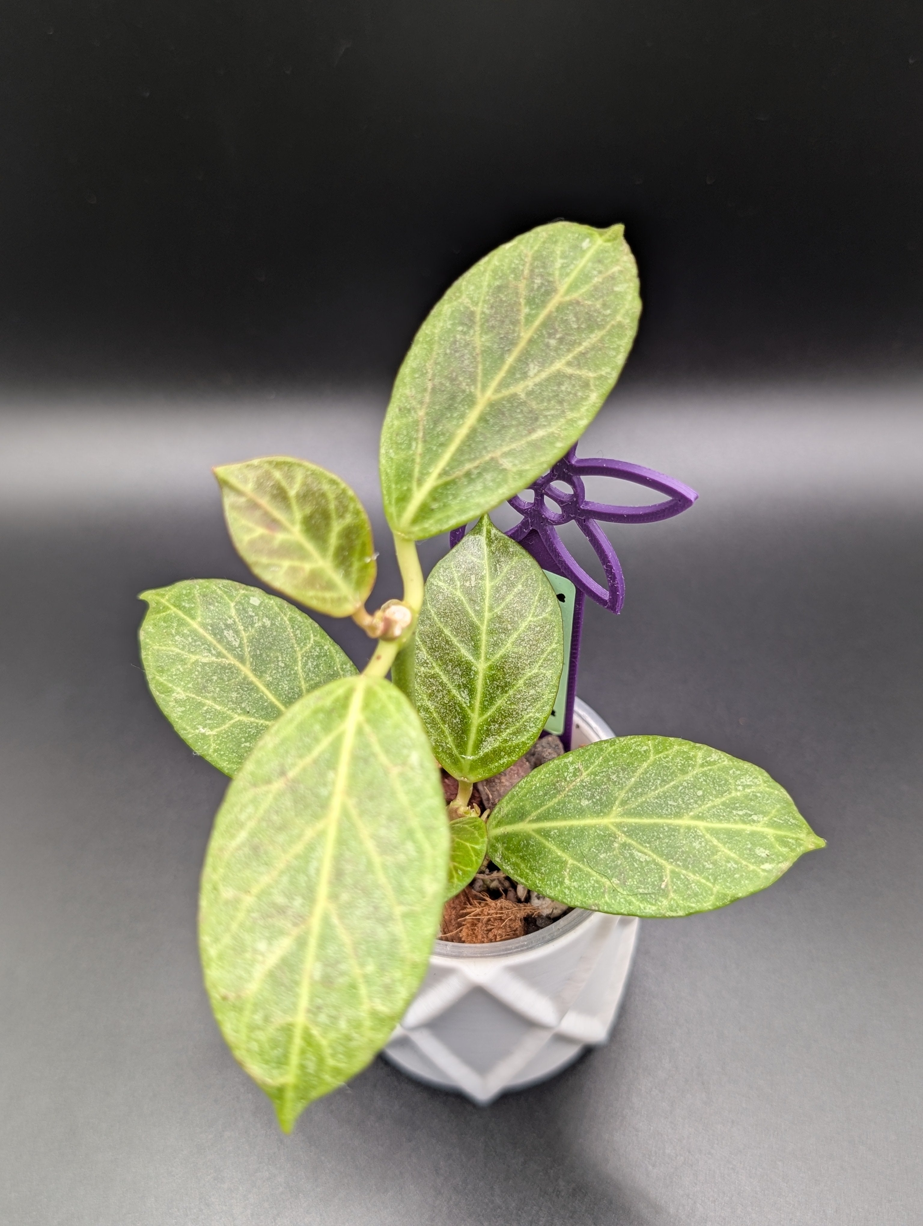 Hoya Obscura Silver