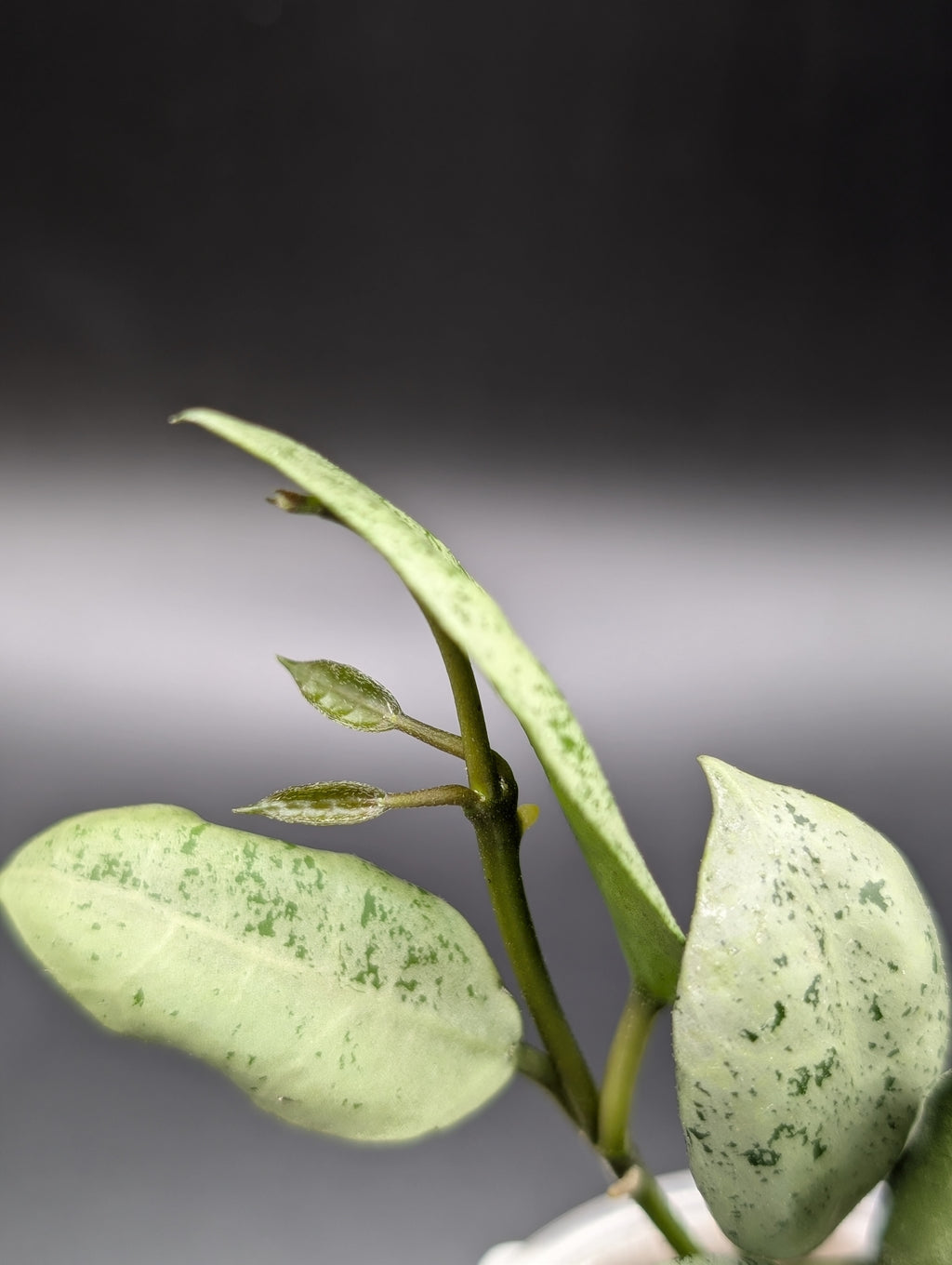 Hoya Lacunosa 'Lionel' (Clone 1)
