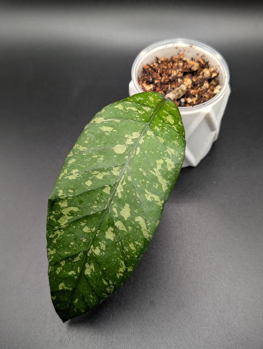 Hoya Clemensiorum Kemiri