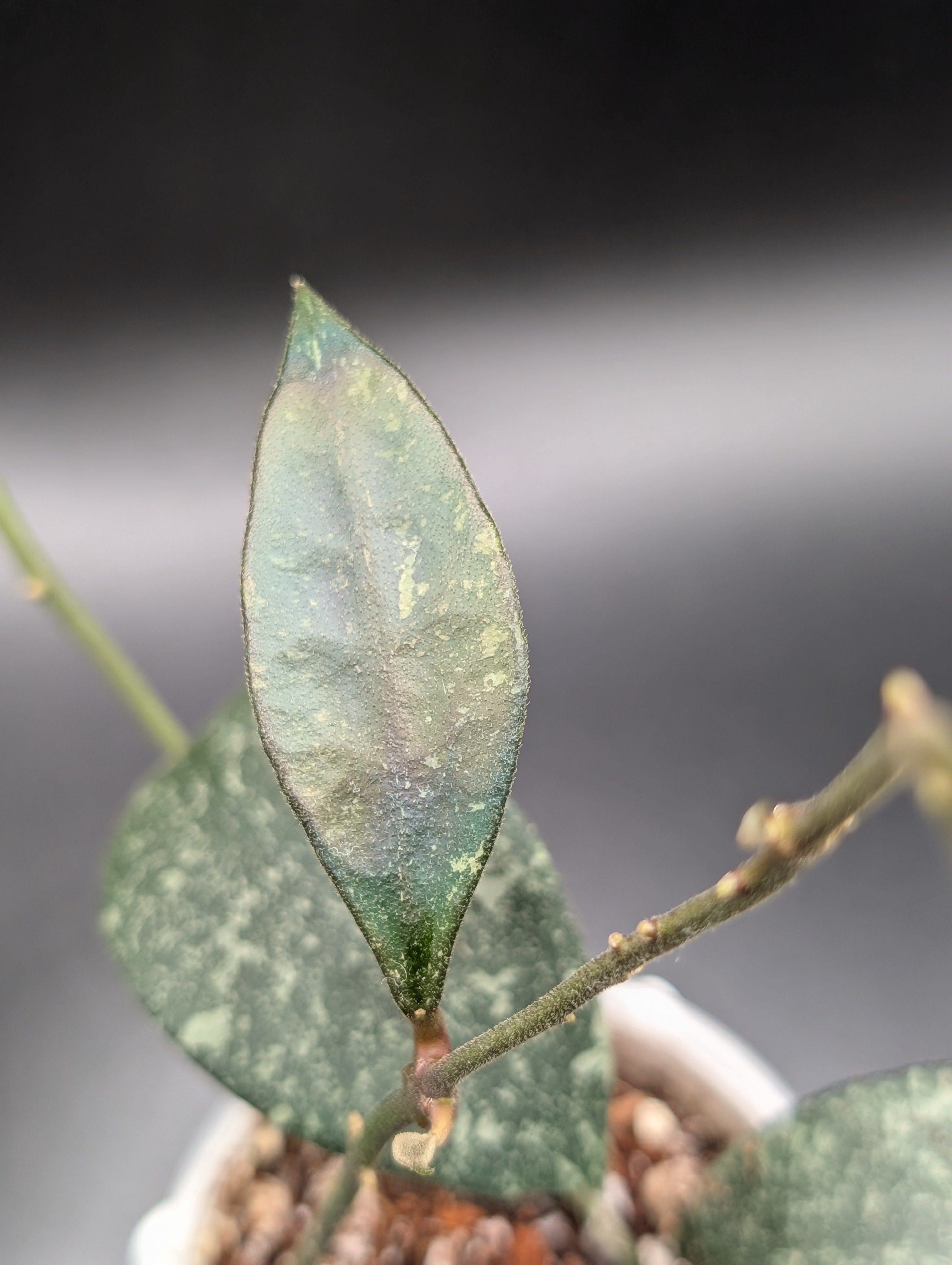 Hoya Micrantha Splash