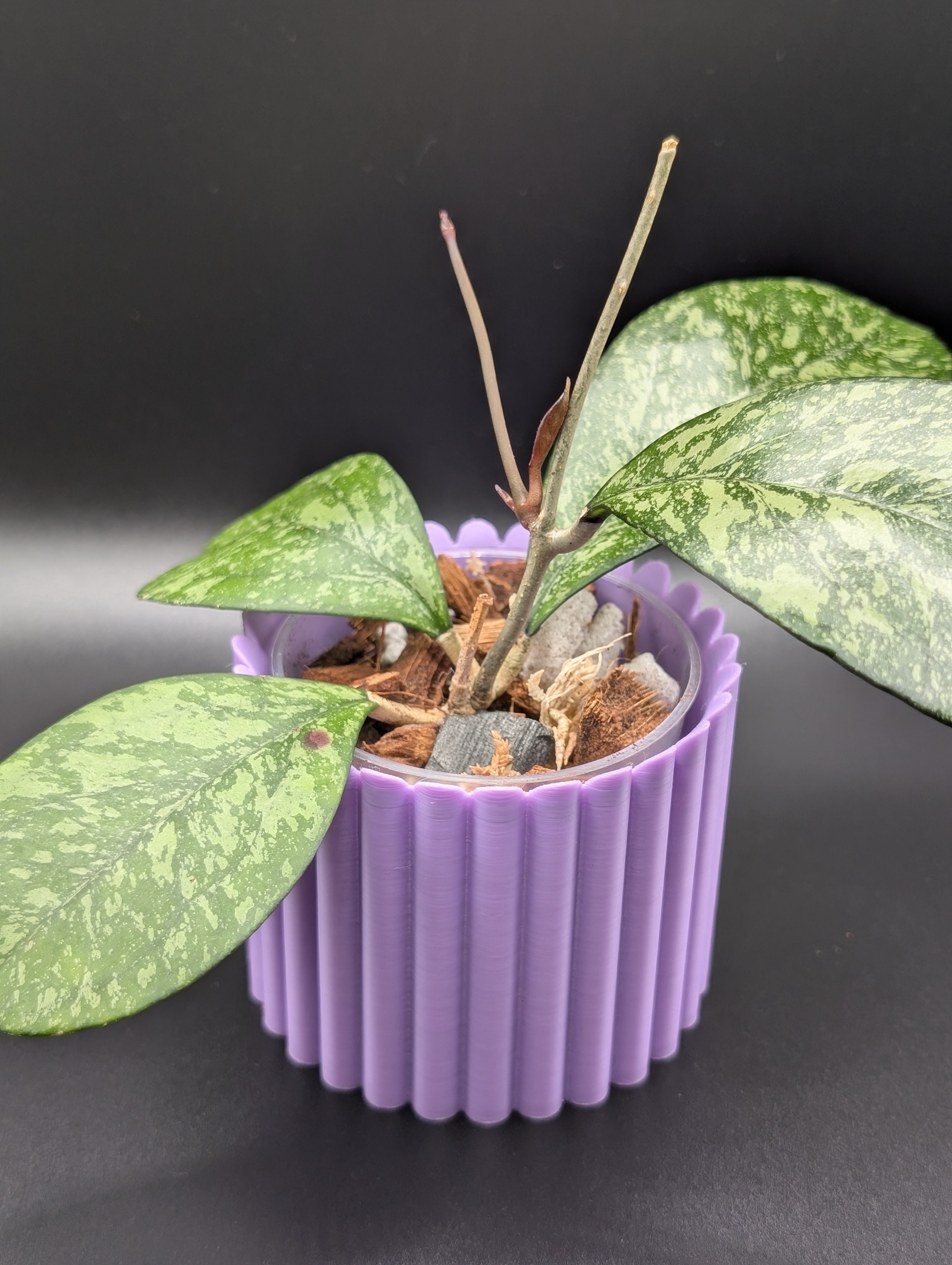'Daydream' Planter