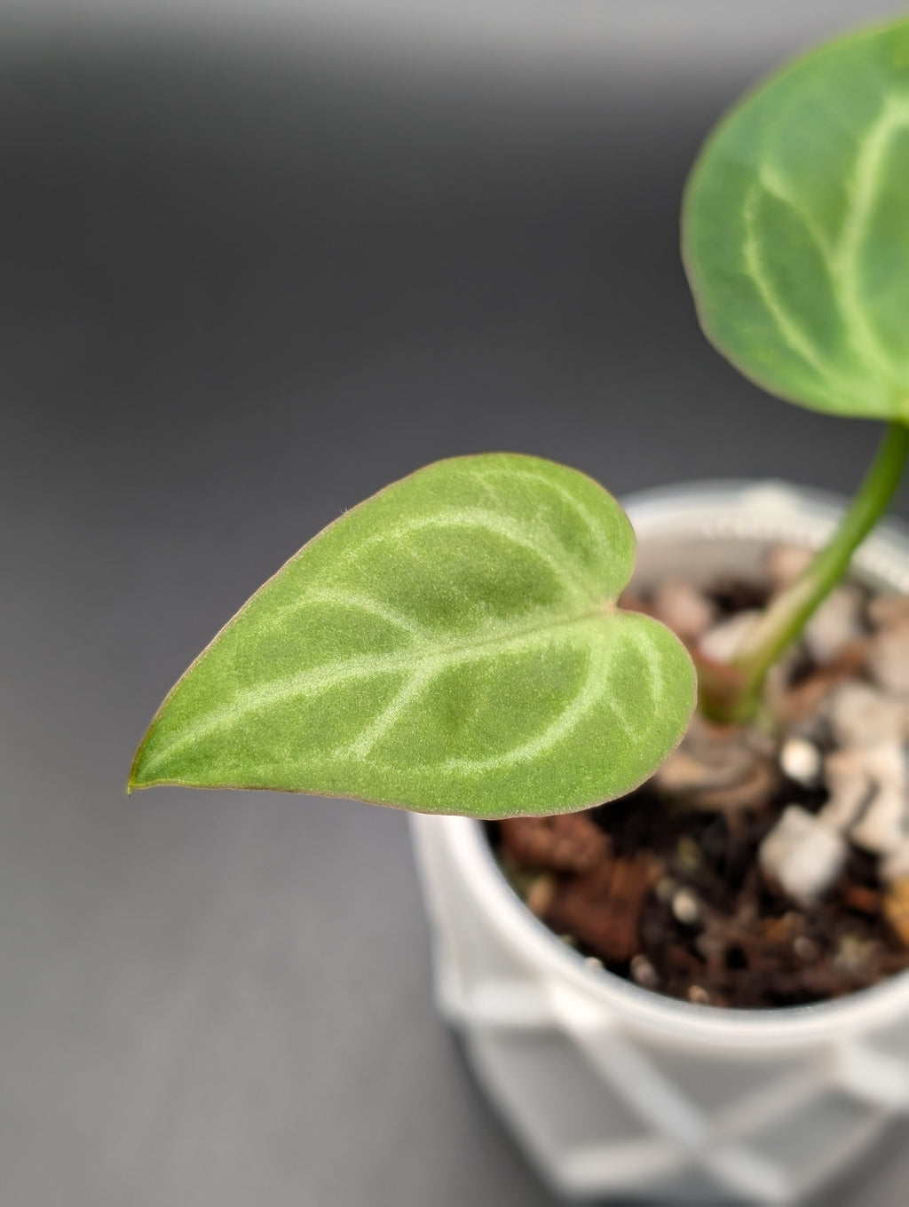 Anthurium NOID