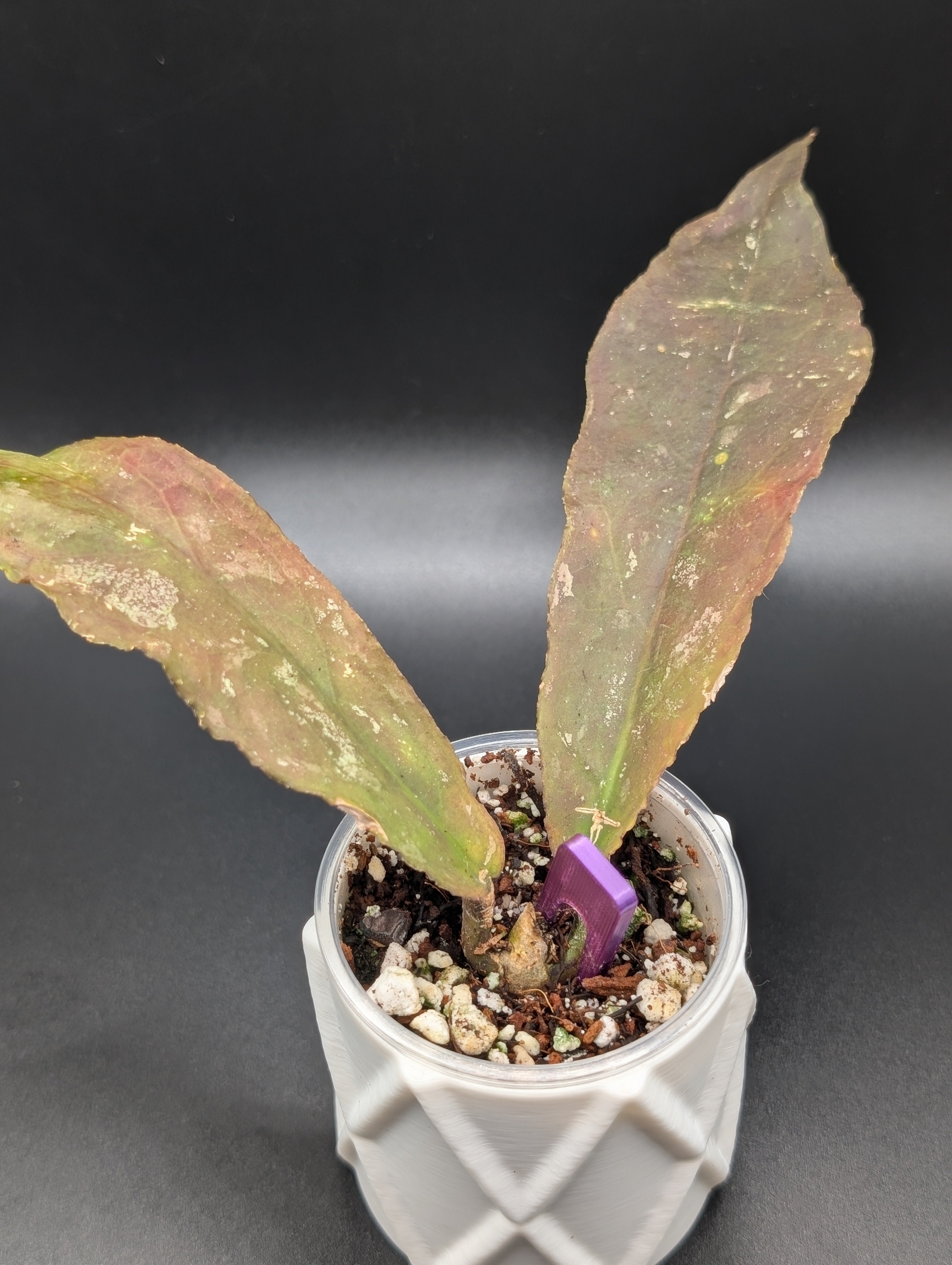 Hoya Undulata Splash (Red)