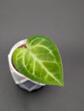 Anthurium NOID