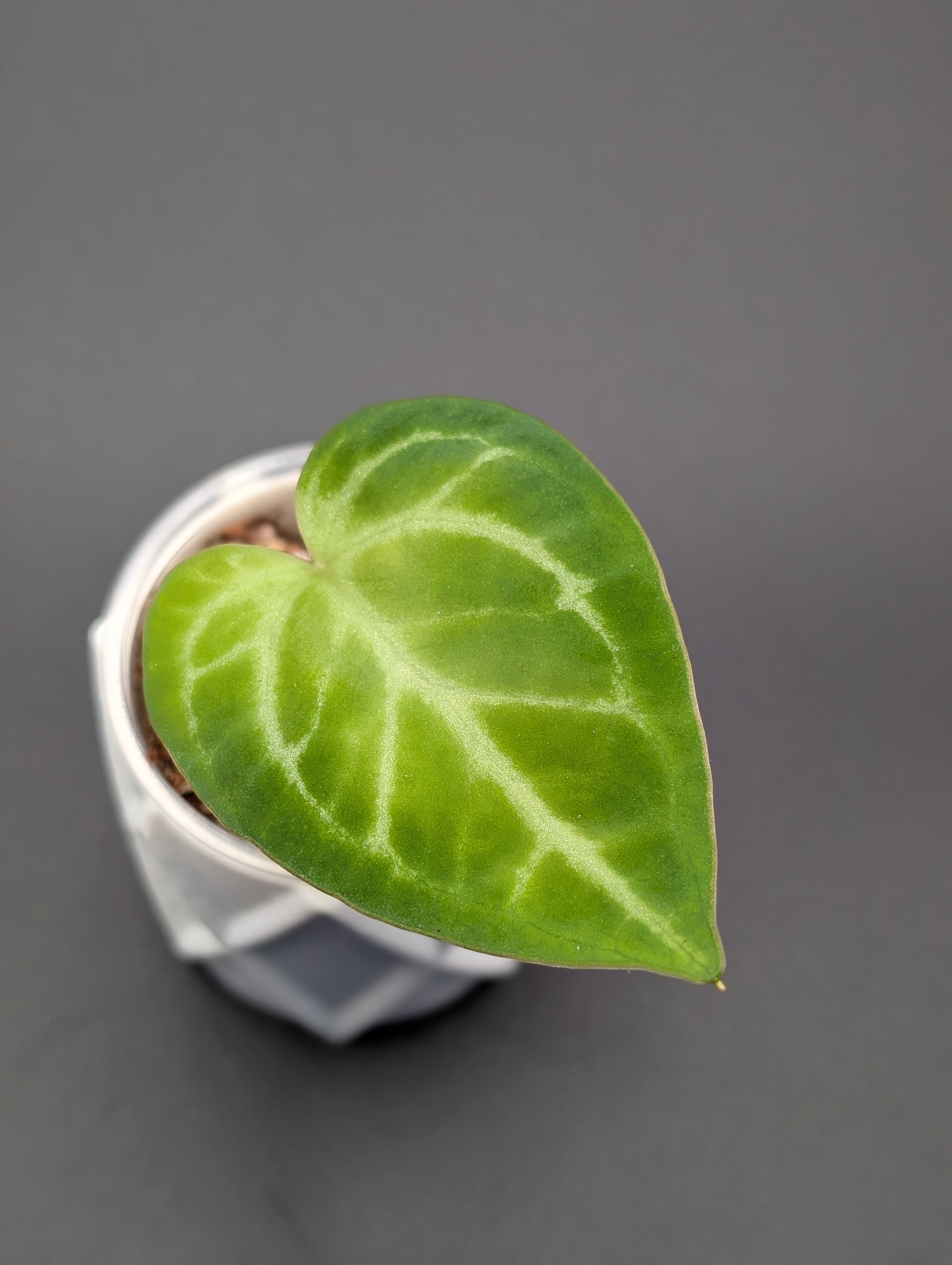 Anthurium NOID