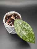 Hoya Verticillata Silver Indo