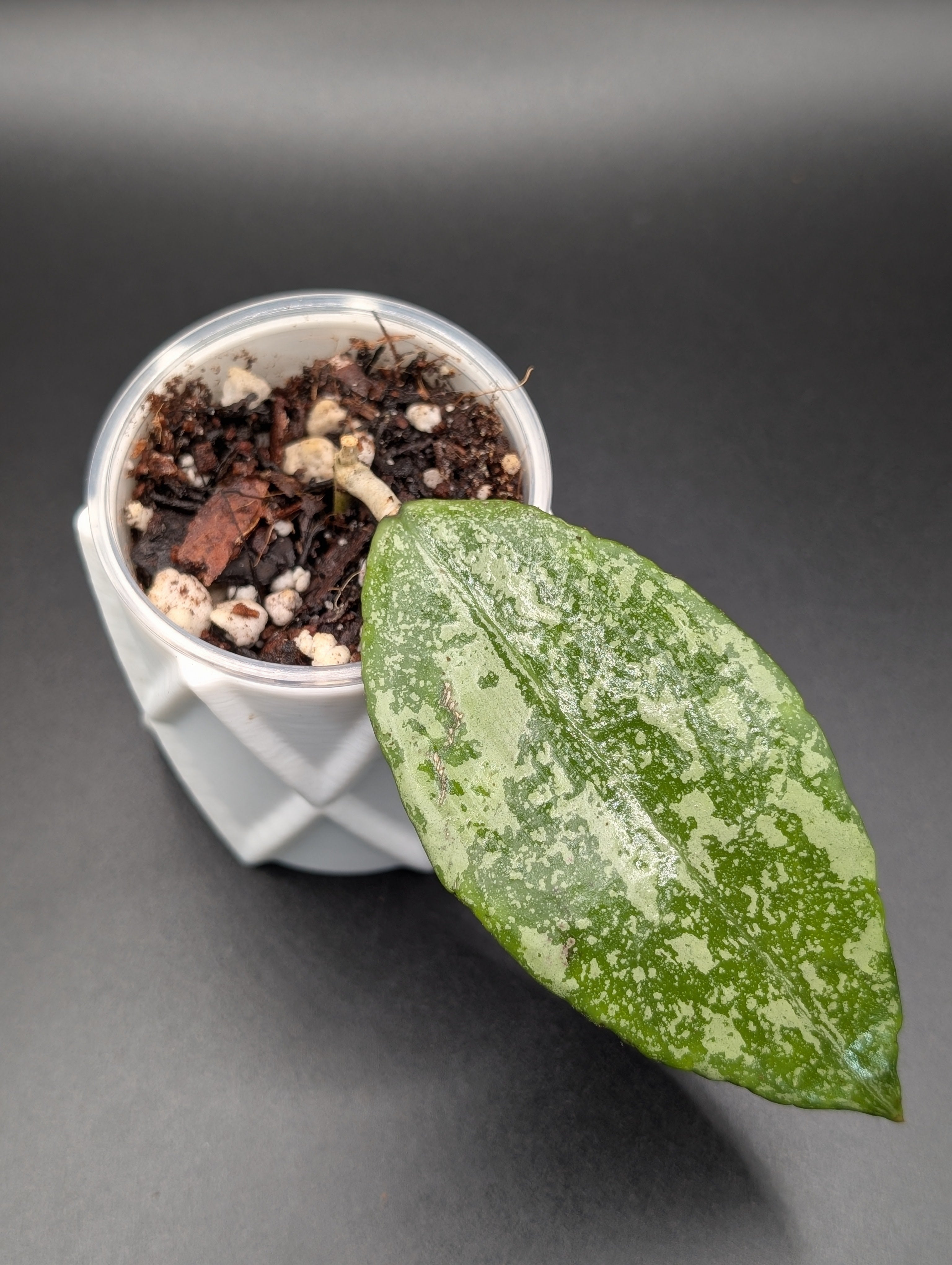 Hoya Verticillata Silver Indo