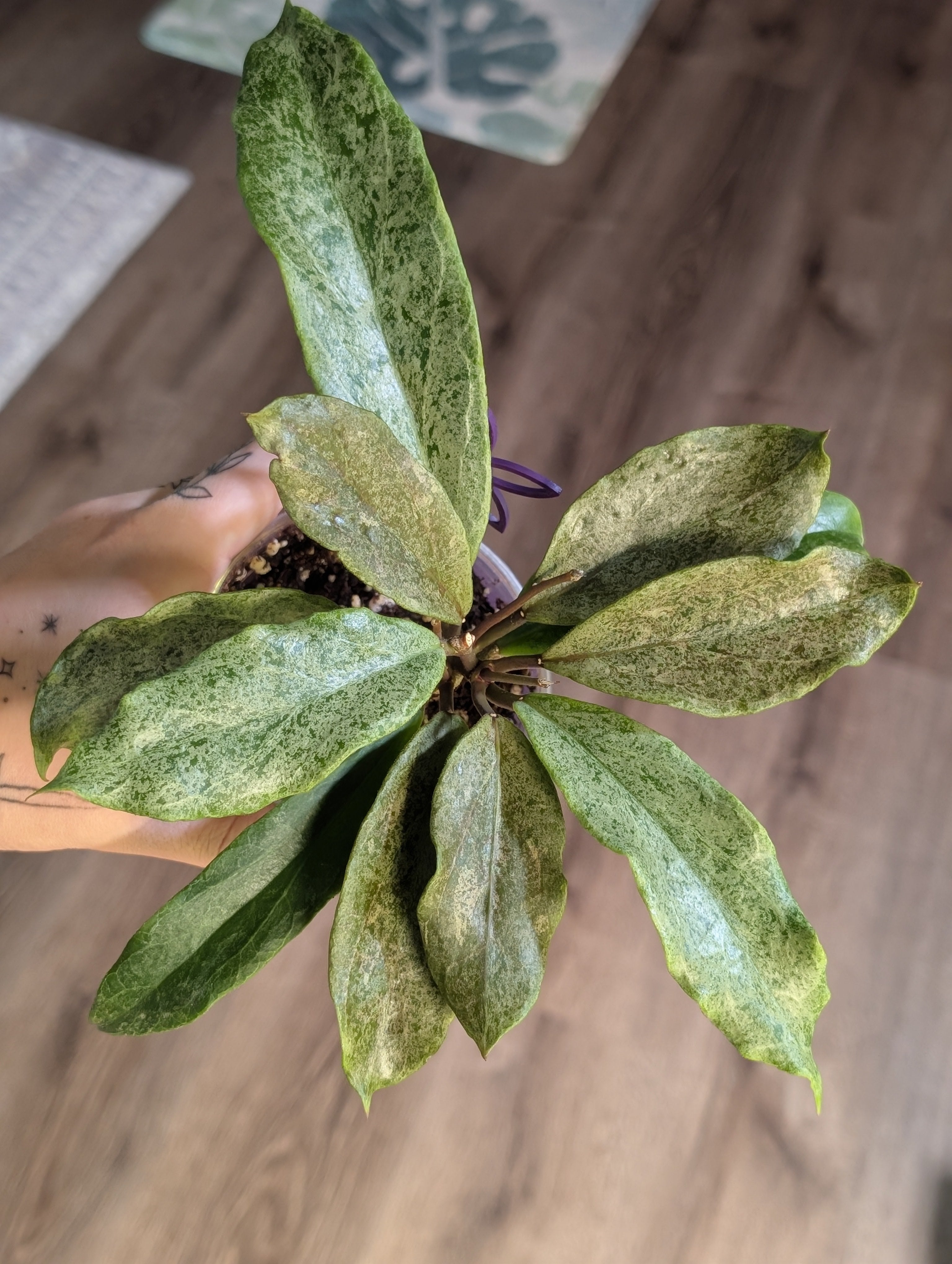 Hoya Incrassata Silver