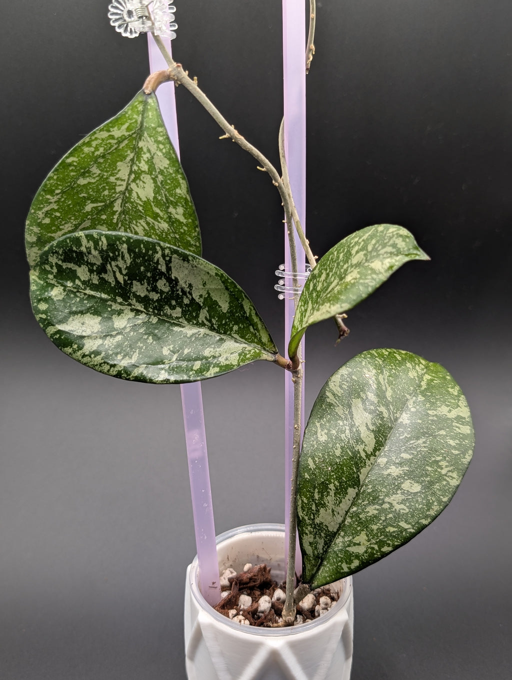 Hoya Crassipetiolata x Michele Splash