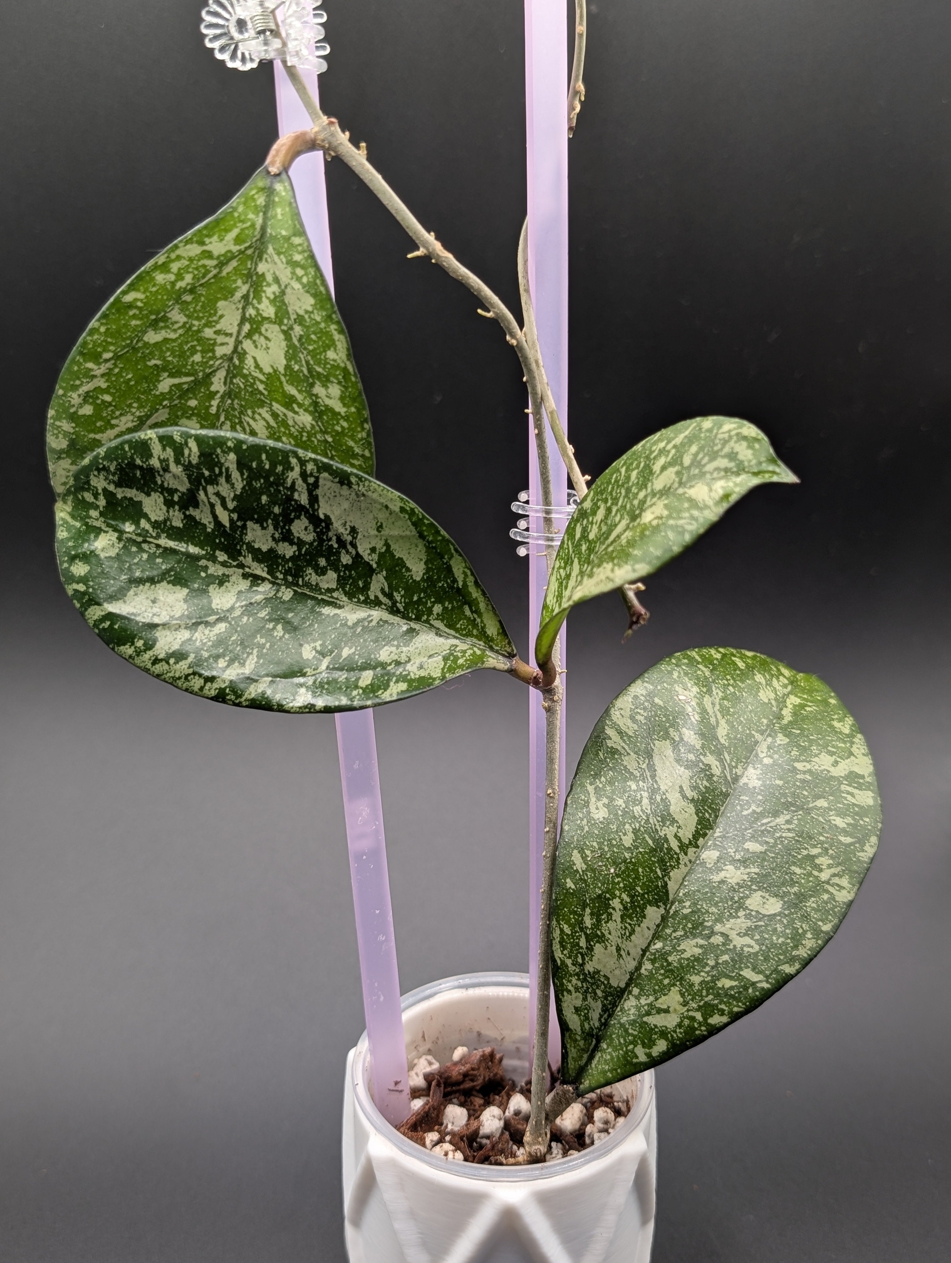 Hoya Crassipetiolata x Michele Splash