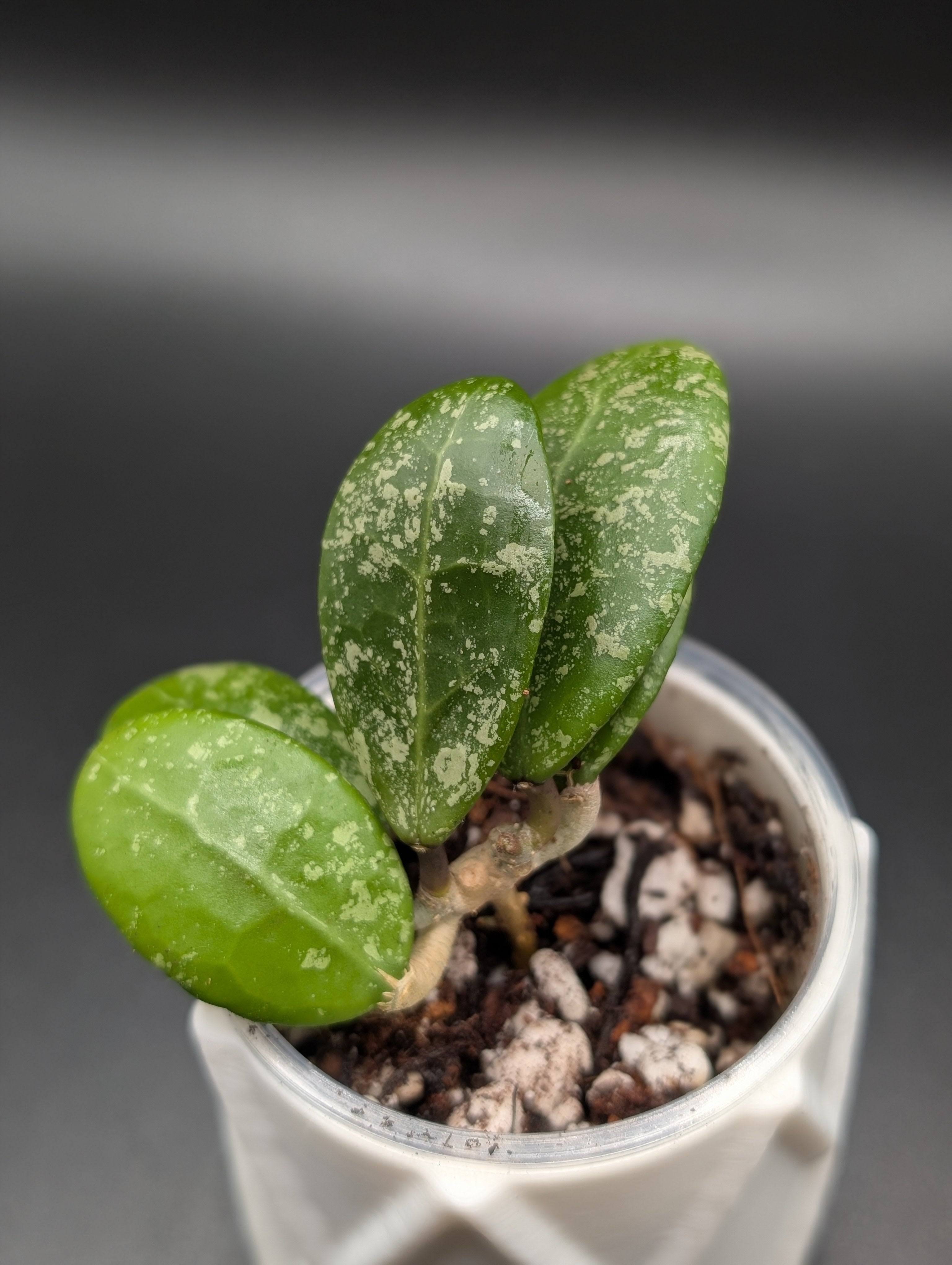 Hoya Phu Yen Splash