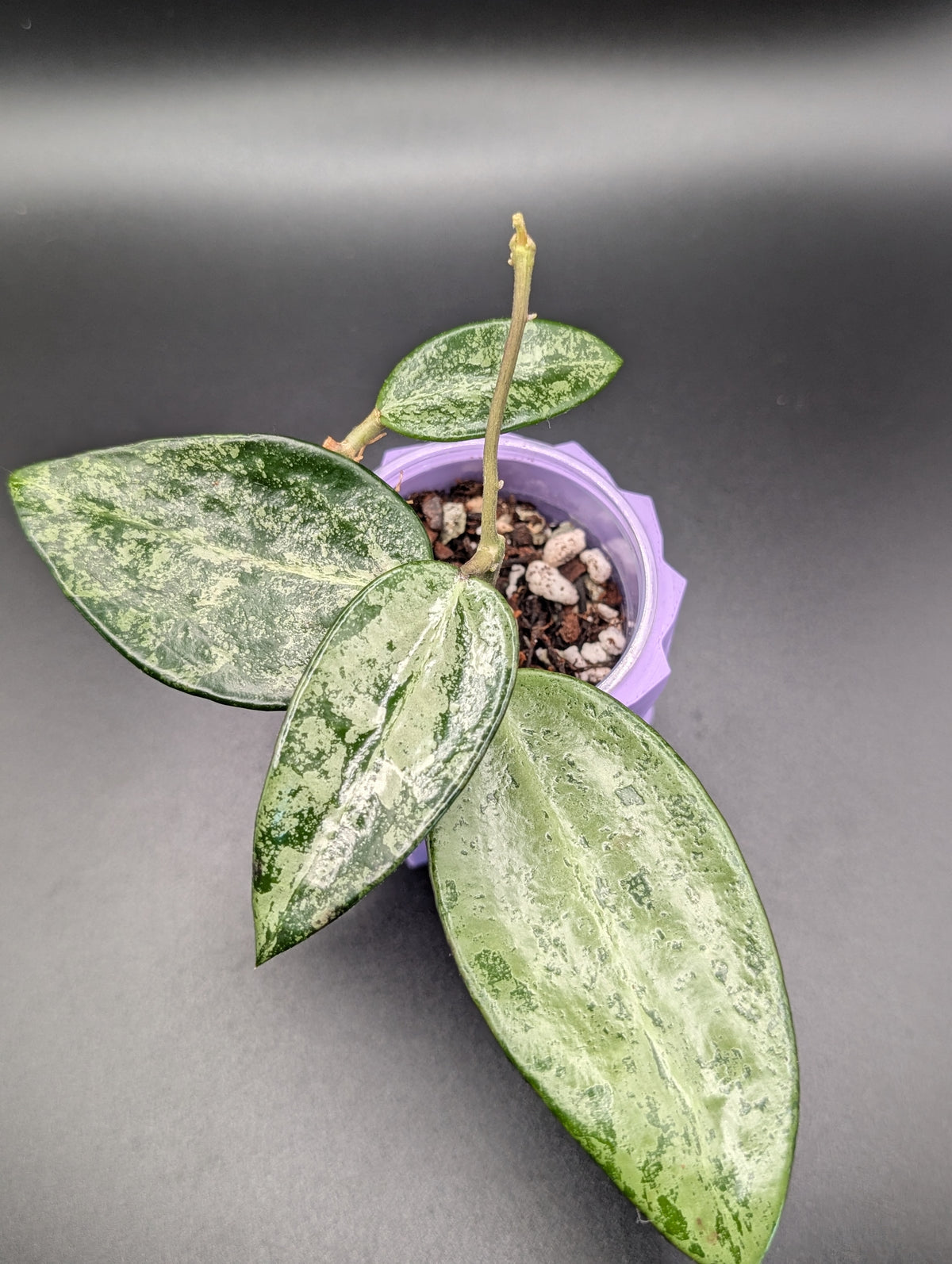 Hoya Rime Splash