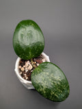 Hoya AH 'Aurora'