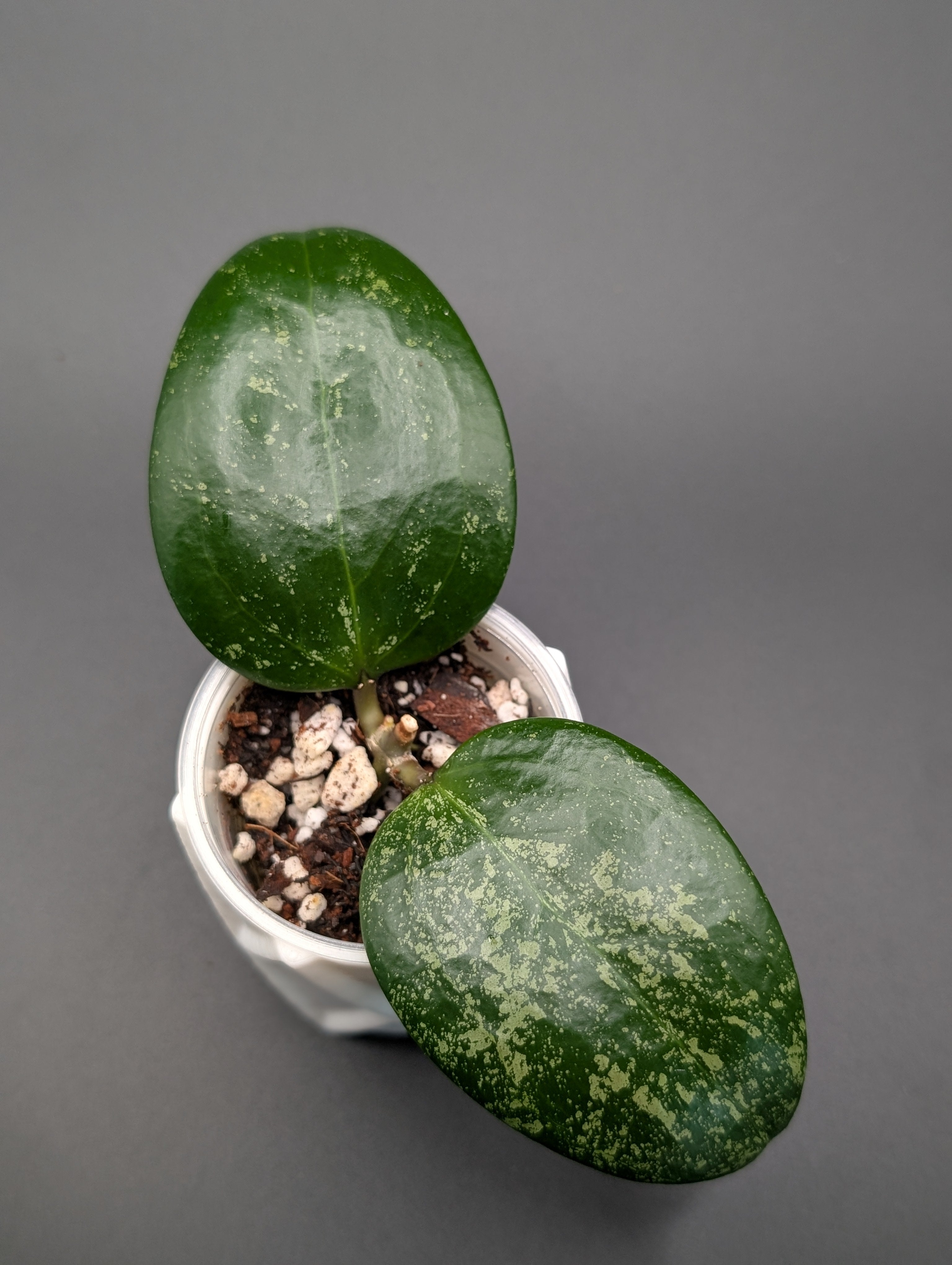 Hoya AH 'Aurora'