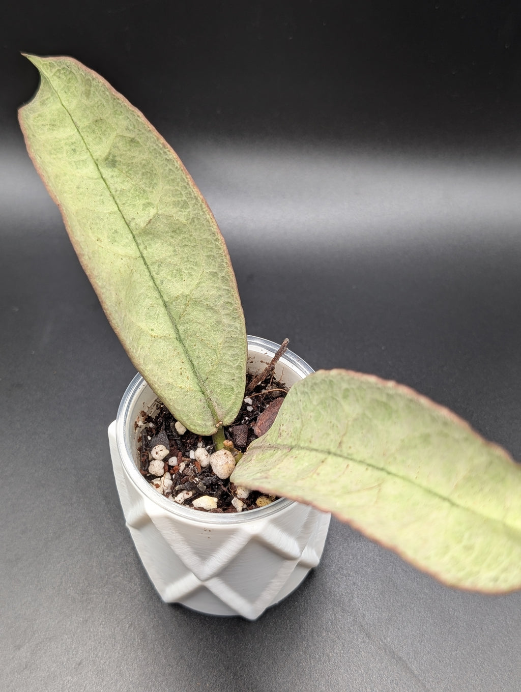 Hoya Mitrata Pearl Gold