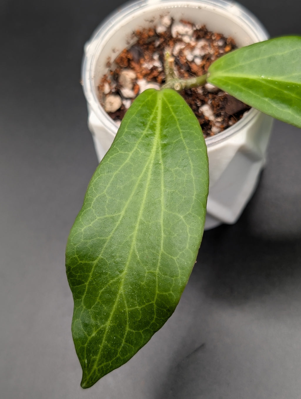 Hoya cv. Barbie