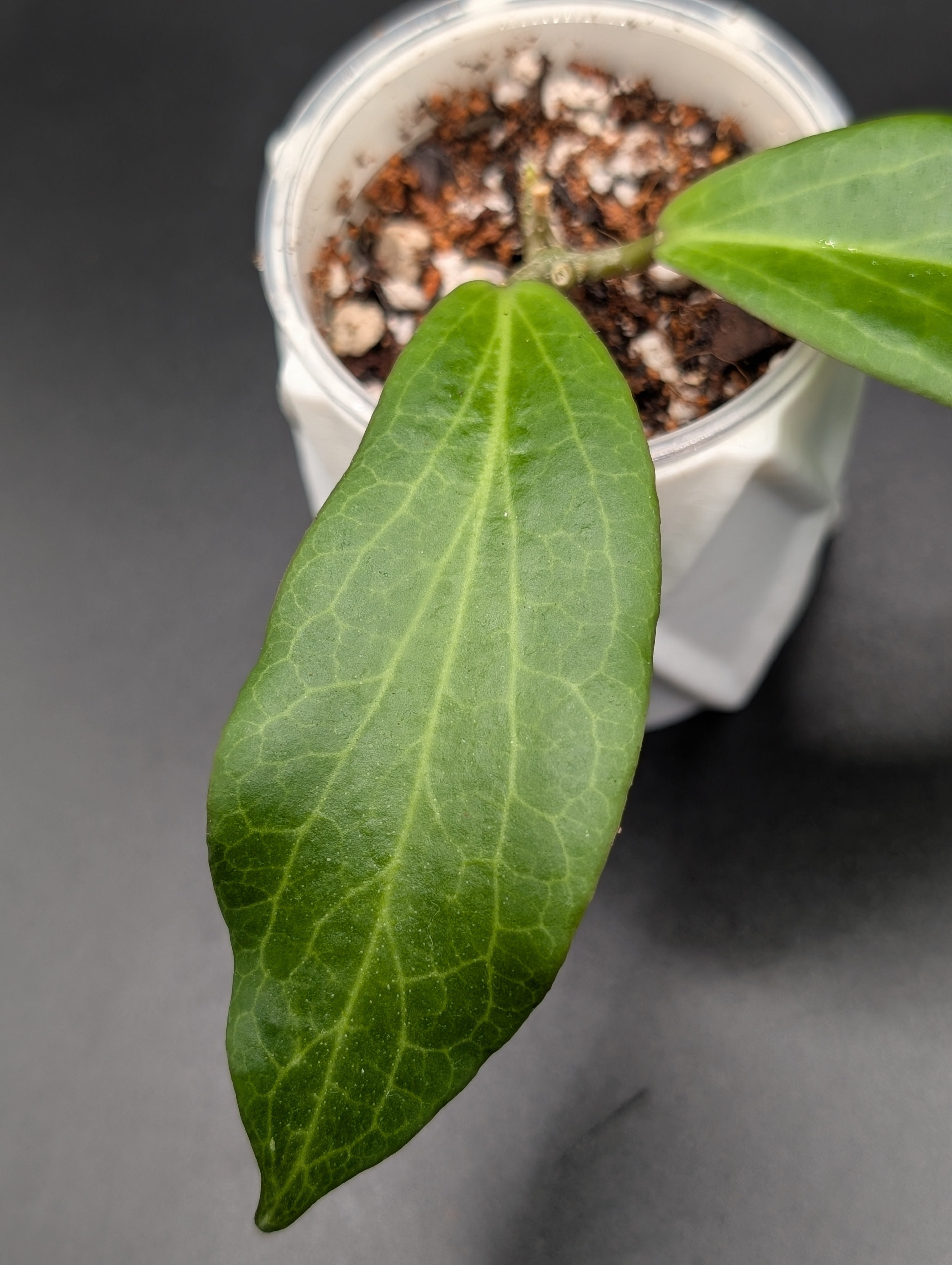 Hoya cv. Barbie