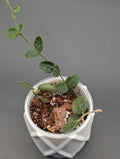 Hoya Serpens