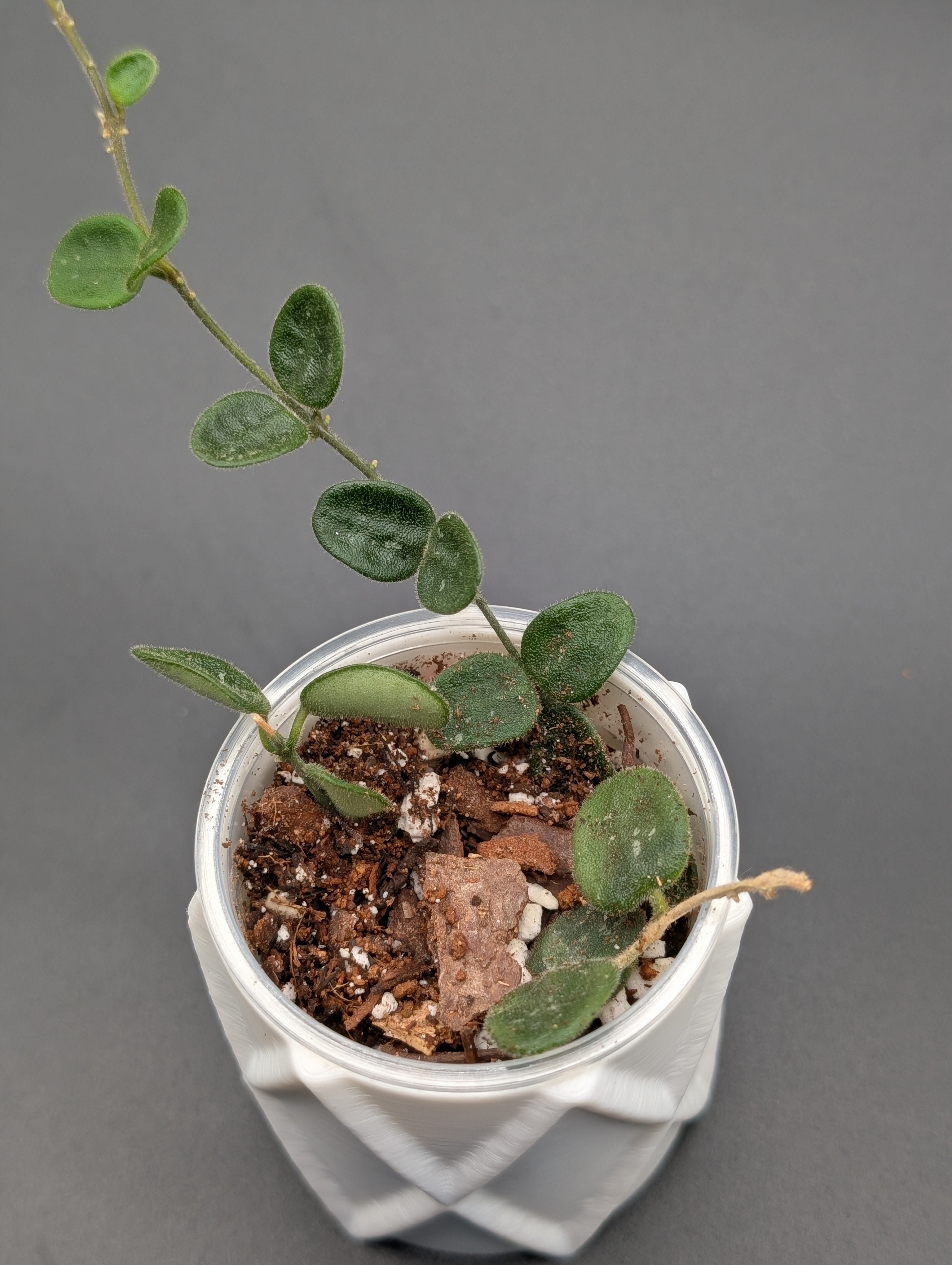 Hoya Serpens