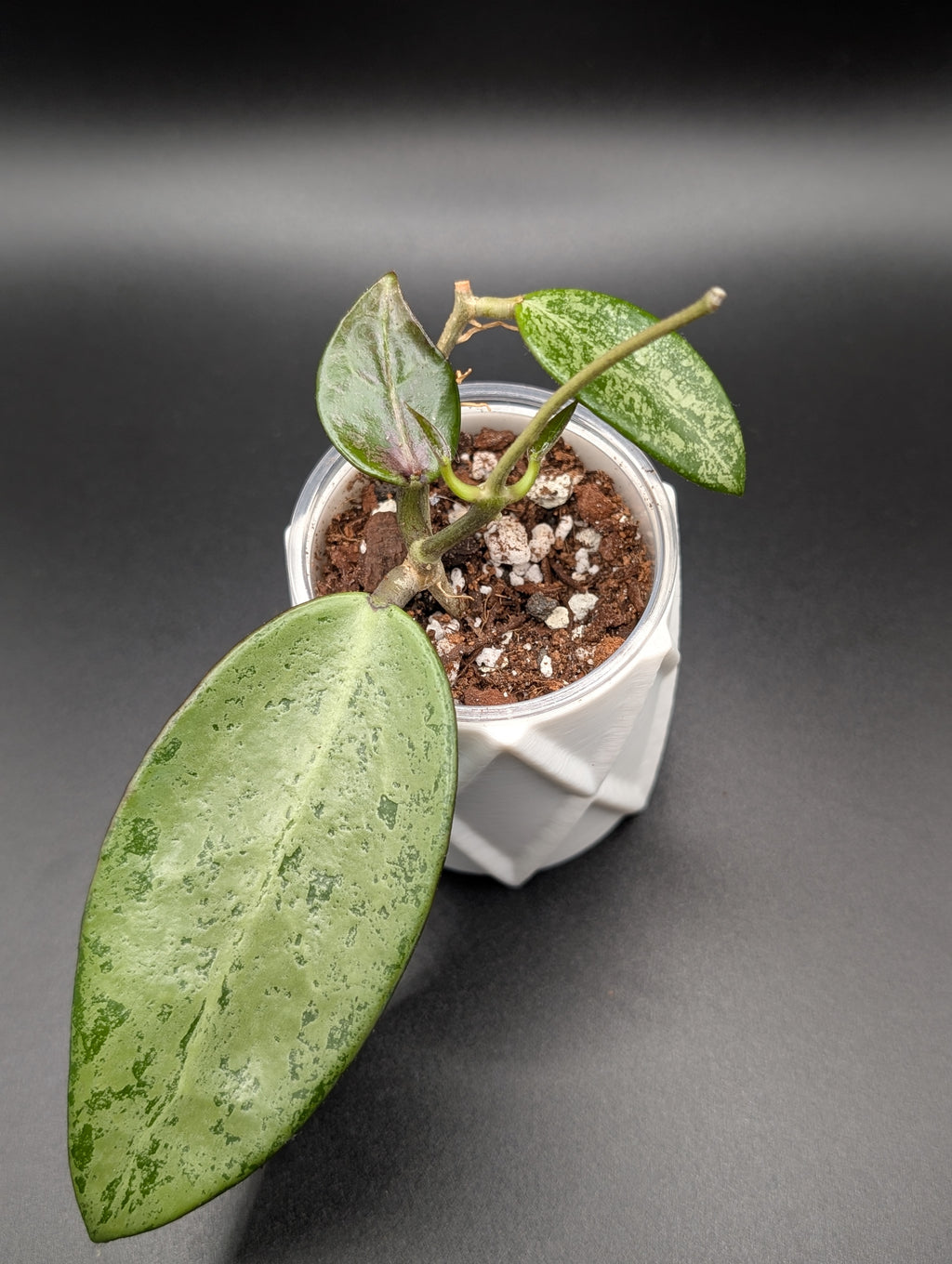 Hoya Rime Splash