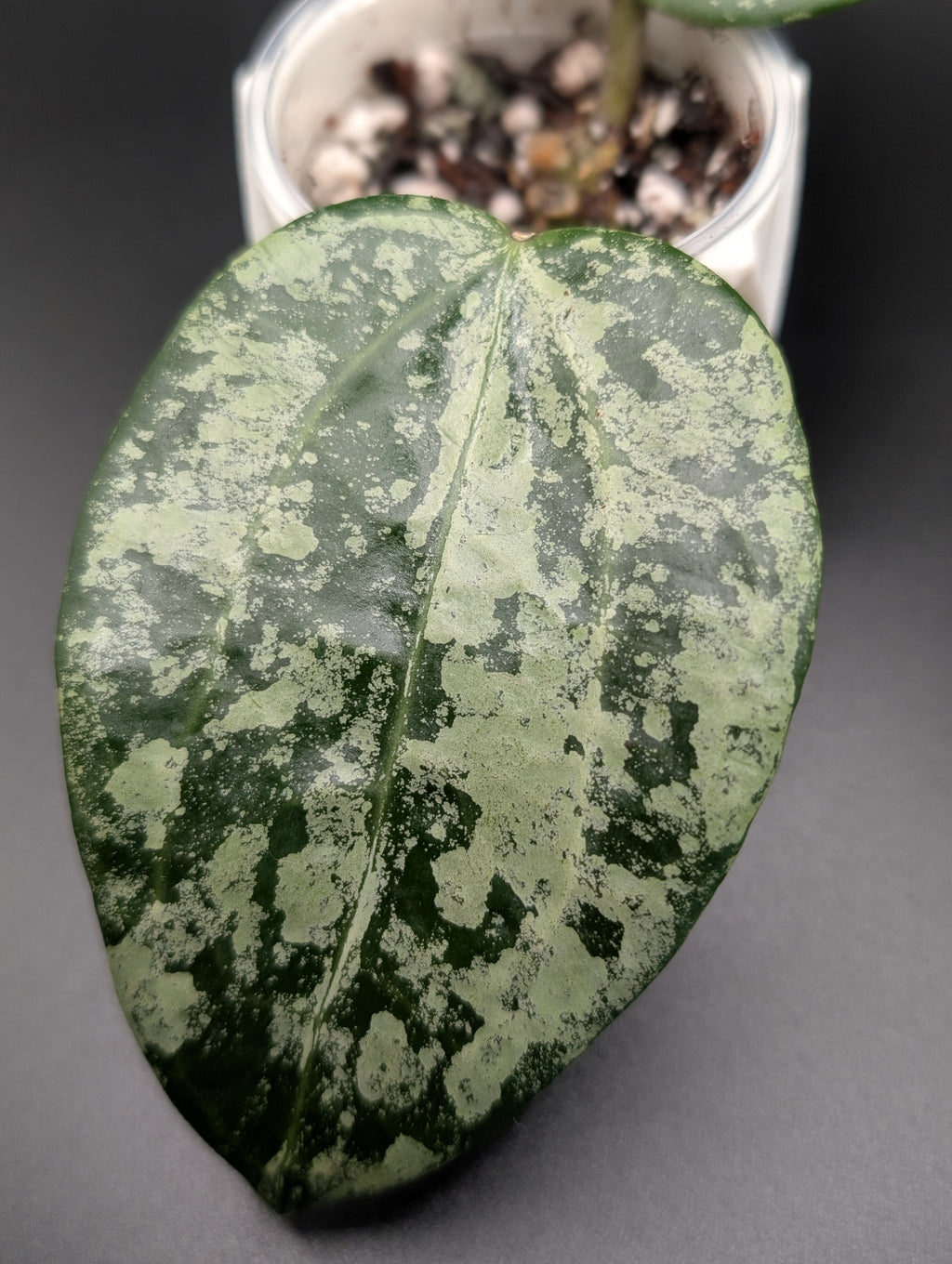 Hoya Latifolia 'MRH' Silver