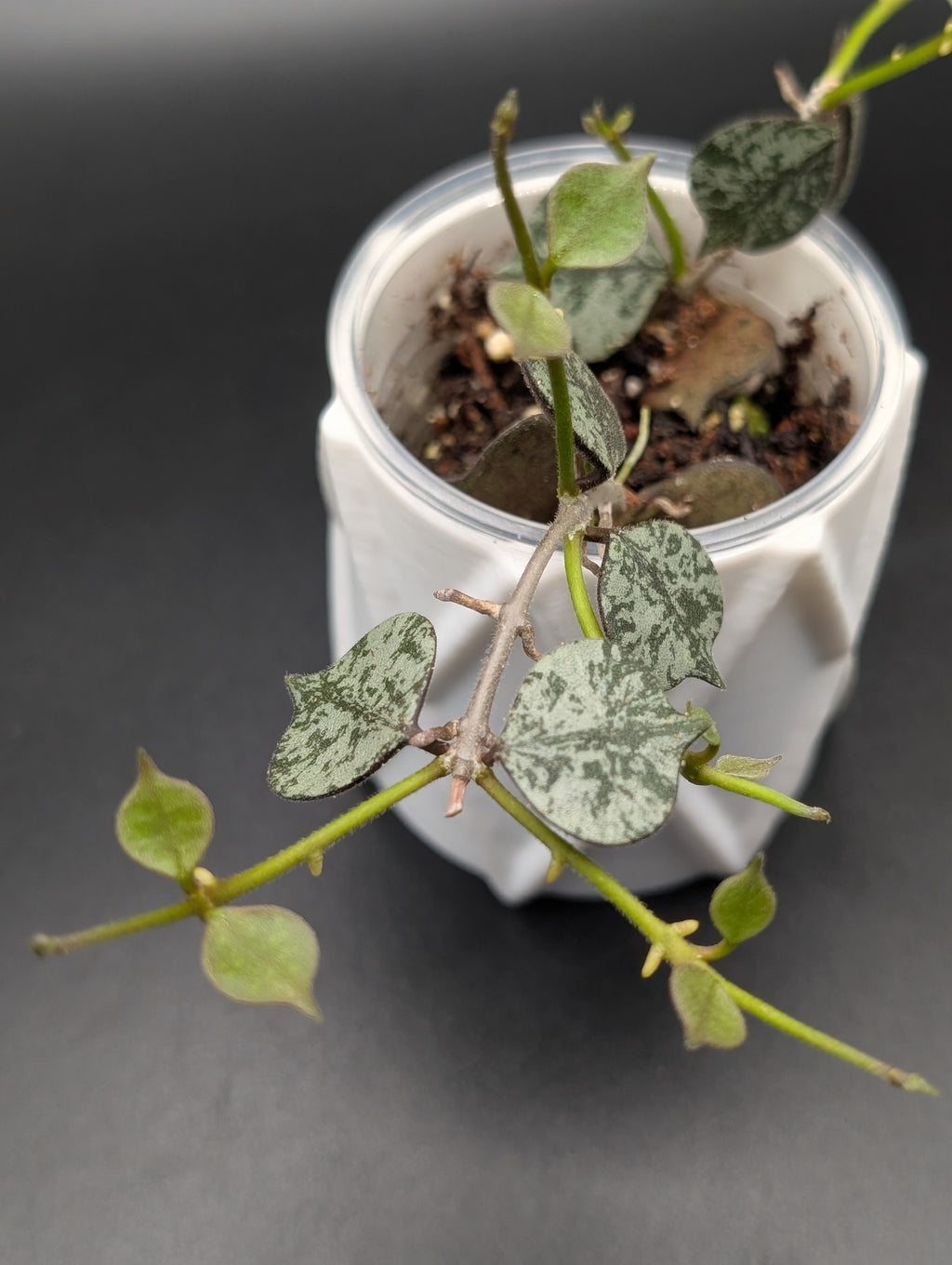 Hoya Curtisii Silver