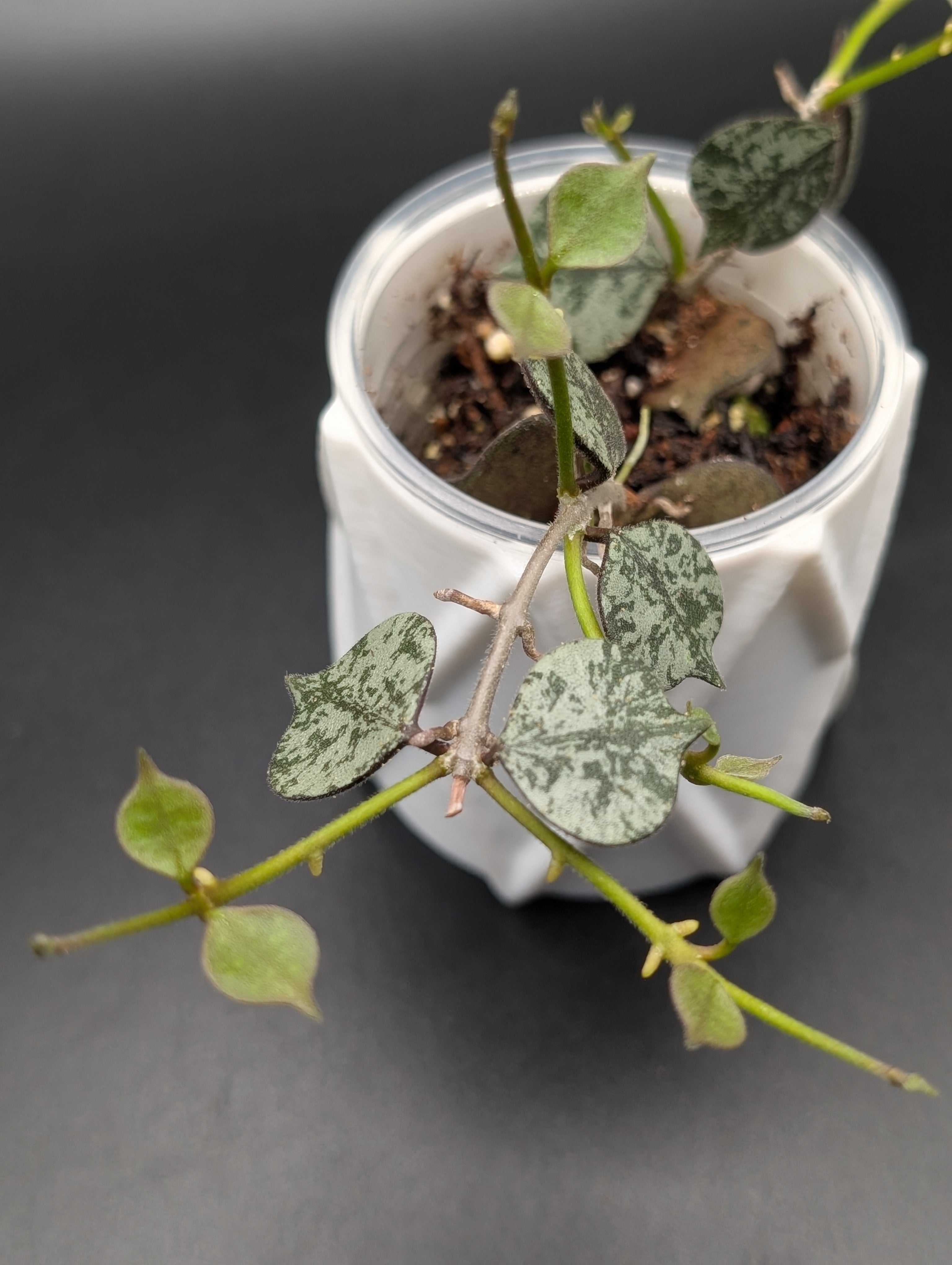 Hoya Curtisii Silver