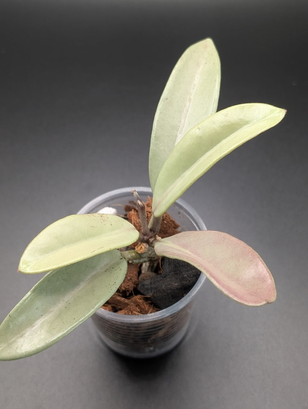Hoya Wilbur Graves Silver