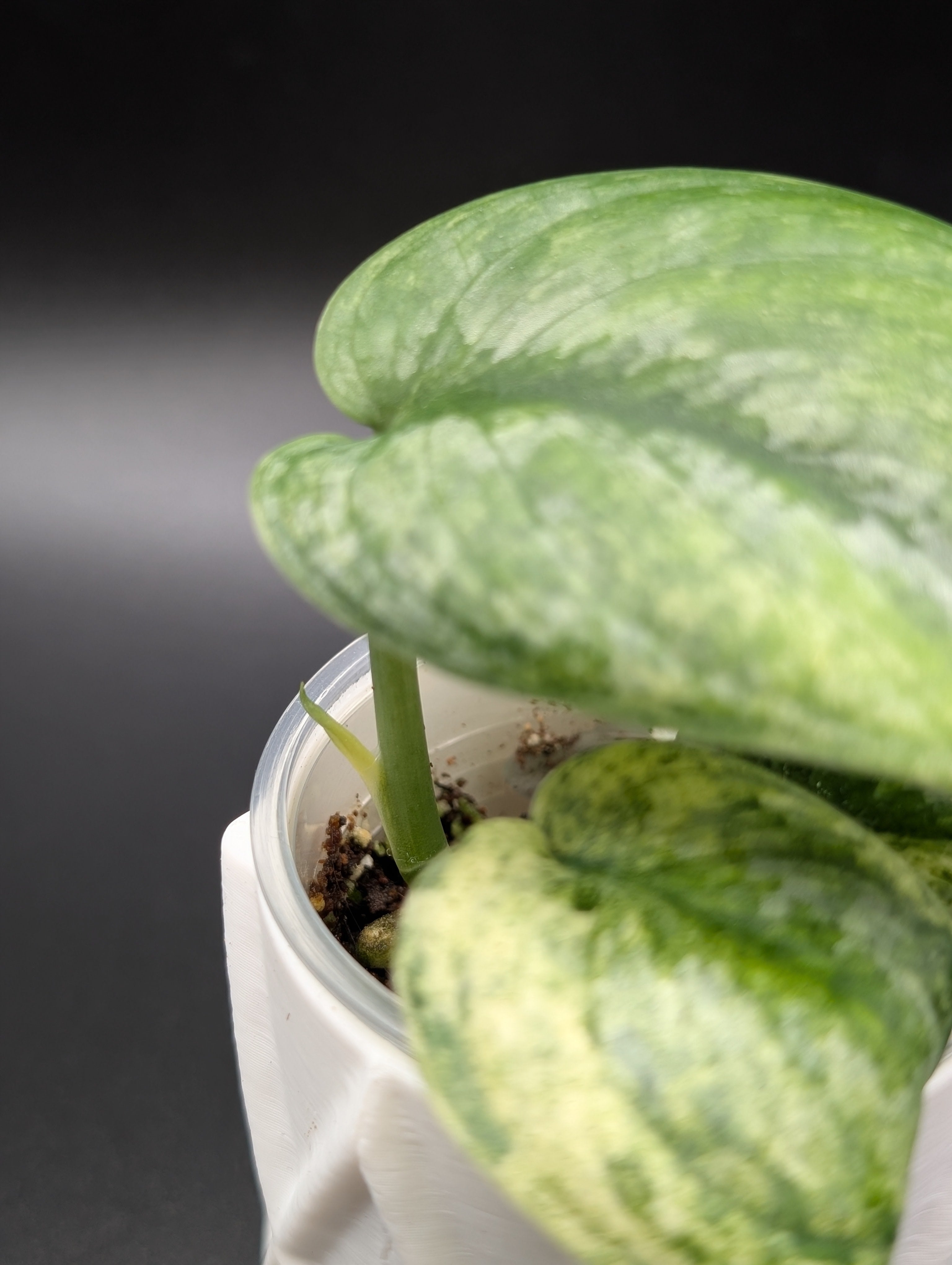 Scindapsus Halimoon