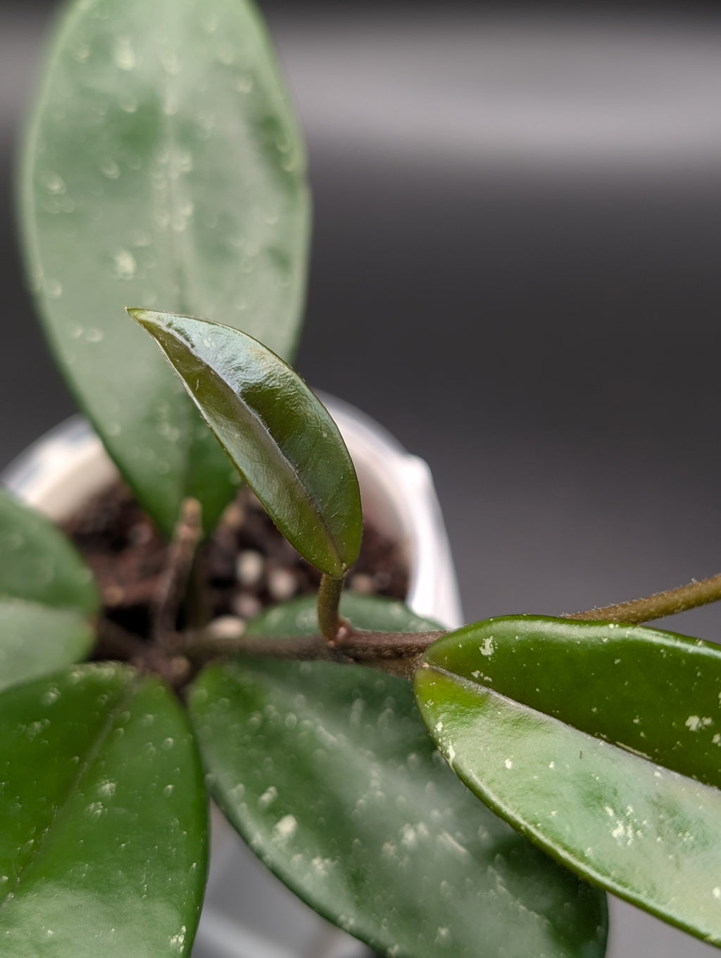 Hoya SMS Crystal