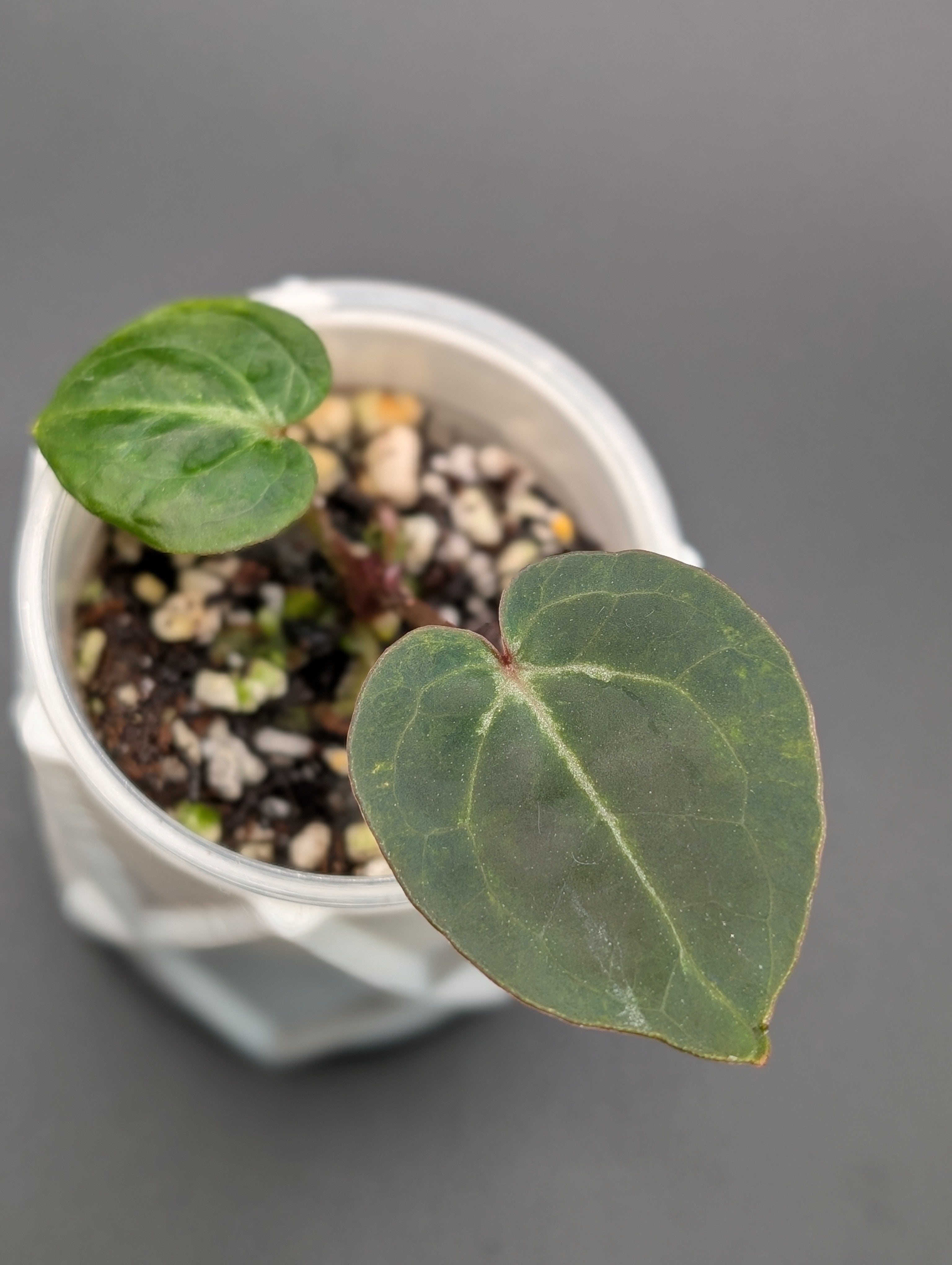 Anthurium Mag x Doc Block F2