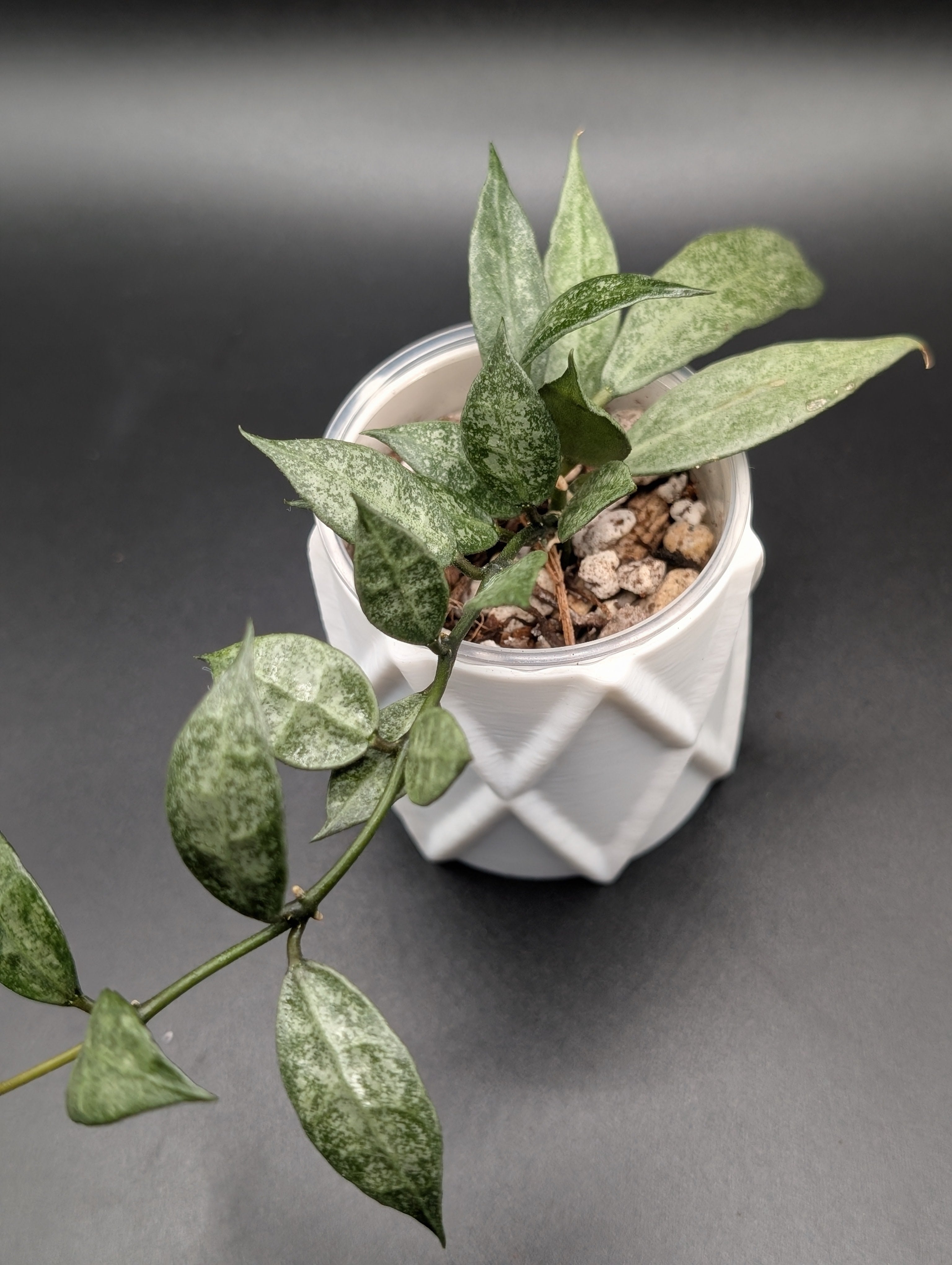 Hoya Lacunosa White Pearl