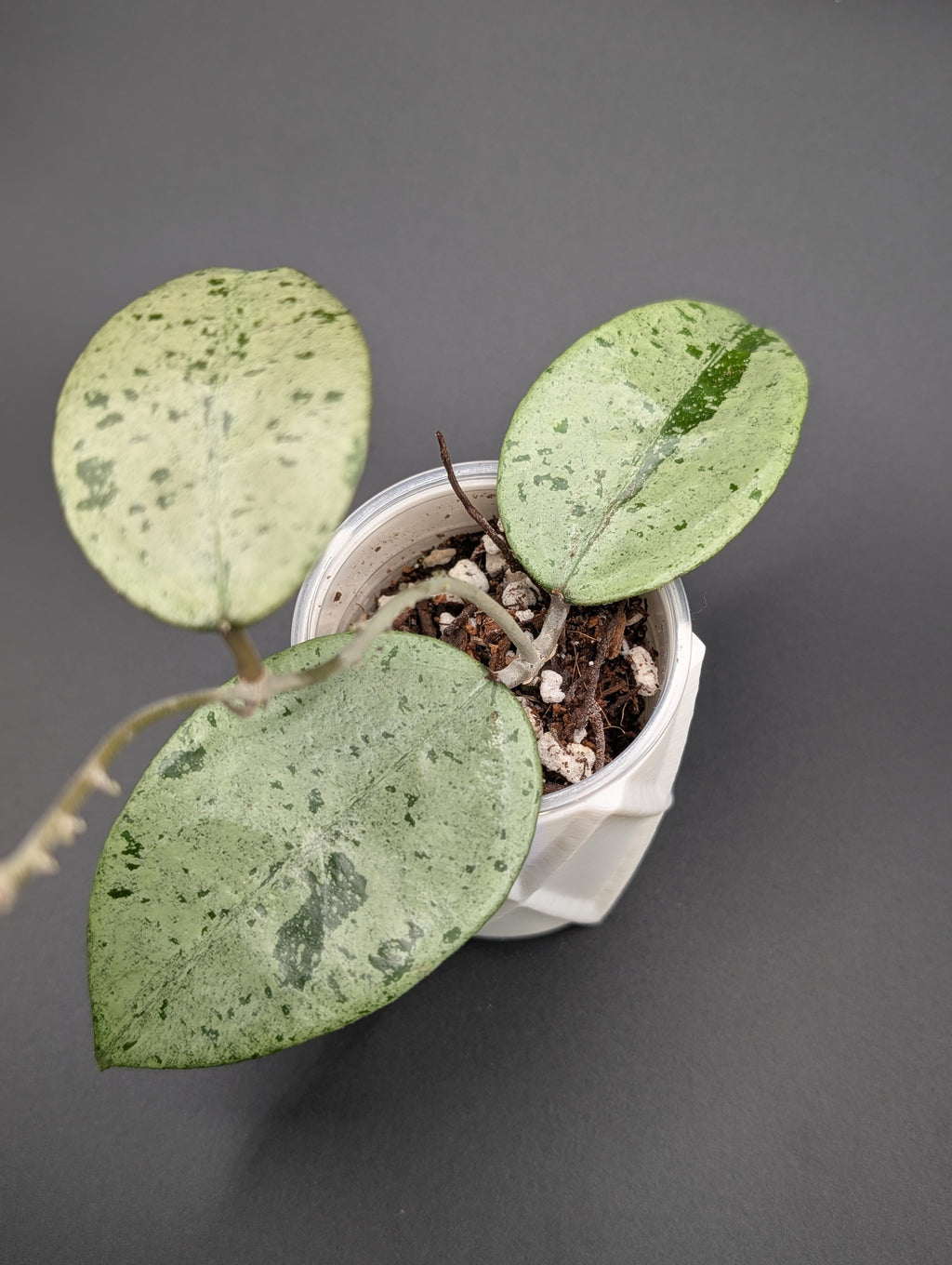 Hoya EX01 Silver
