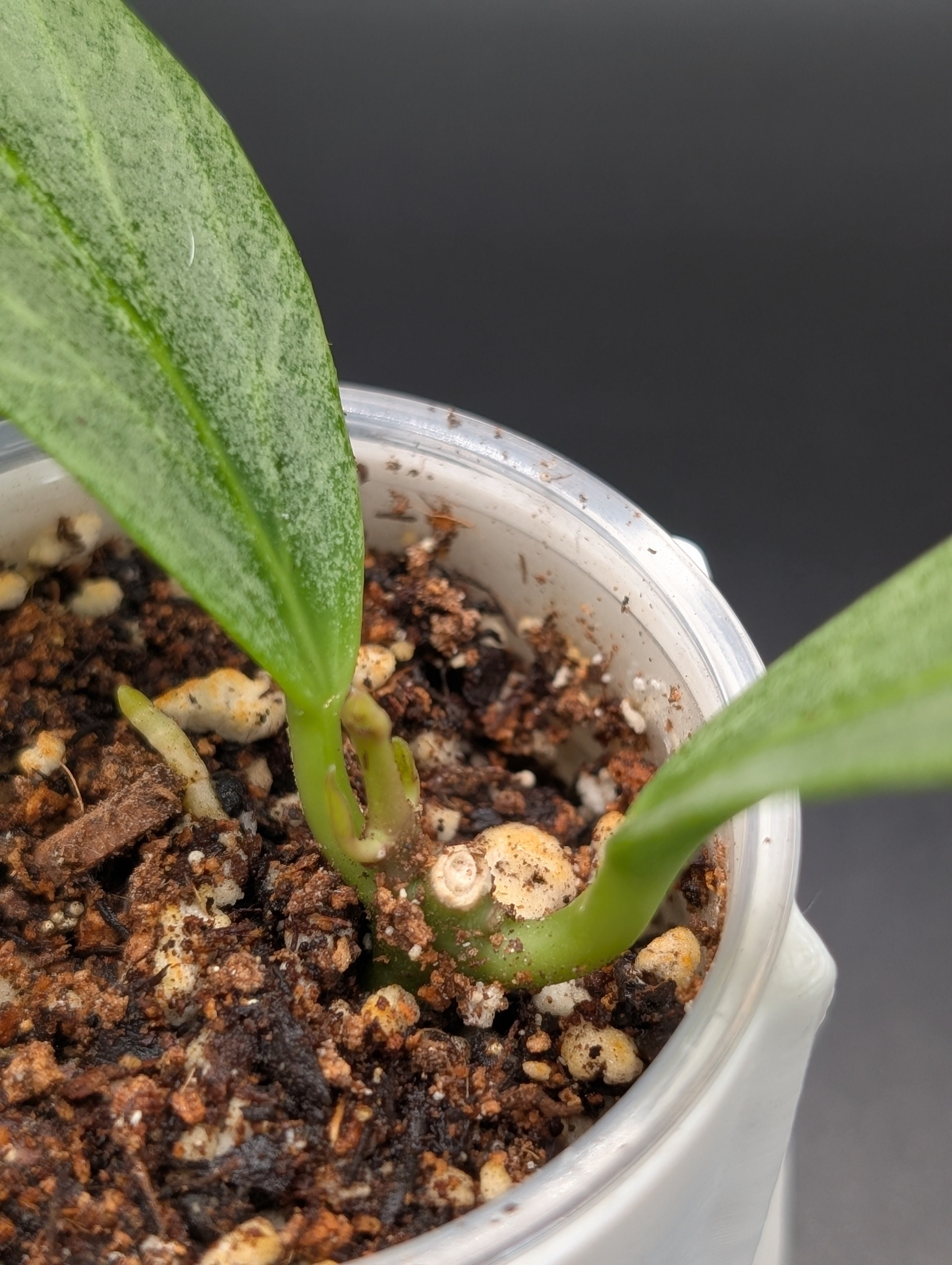 Hoya Cryptic Chrome