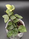 Hoya Lacunosa Gayung