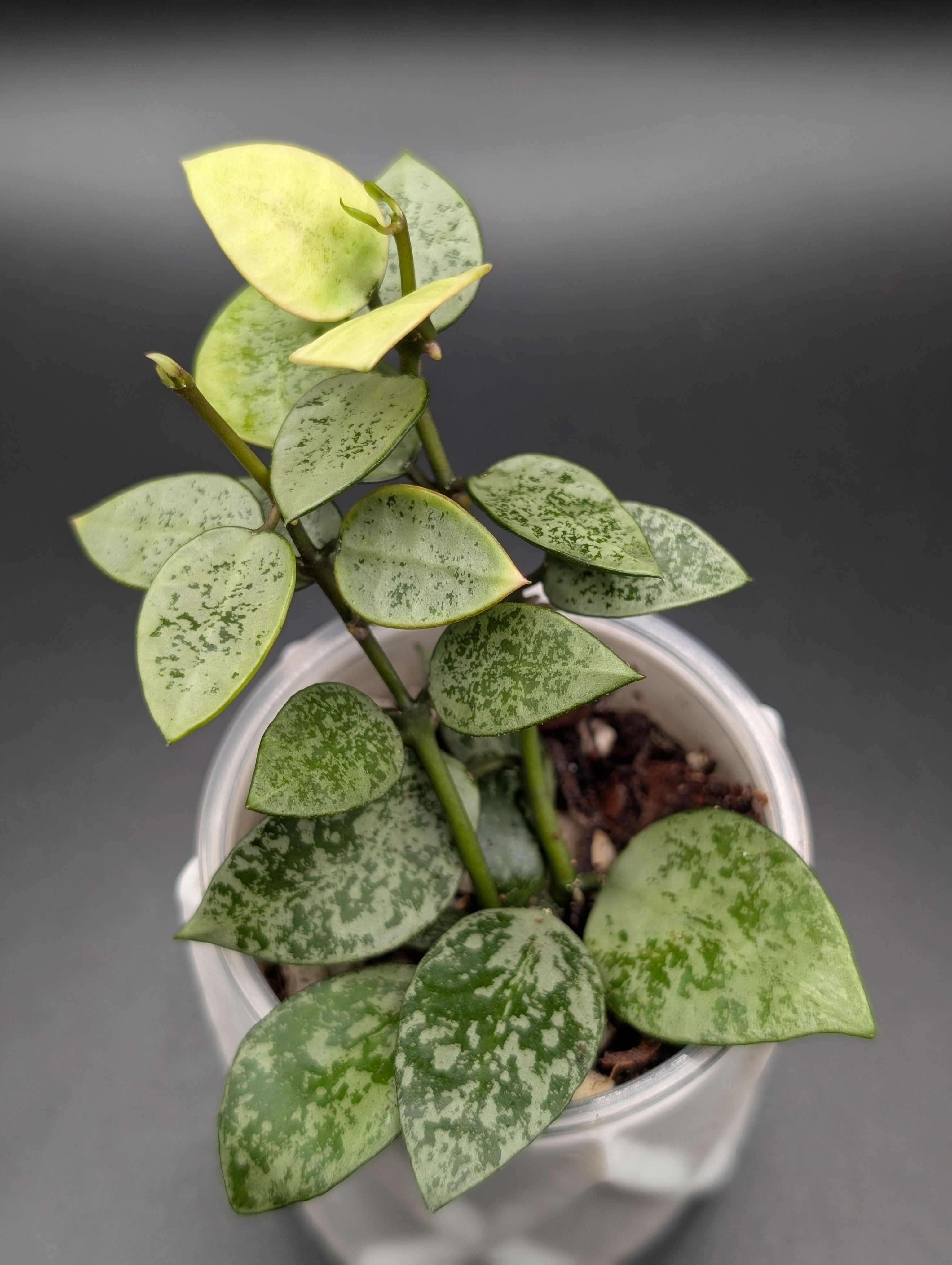 Hoya Lacunosa Gayung
