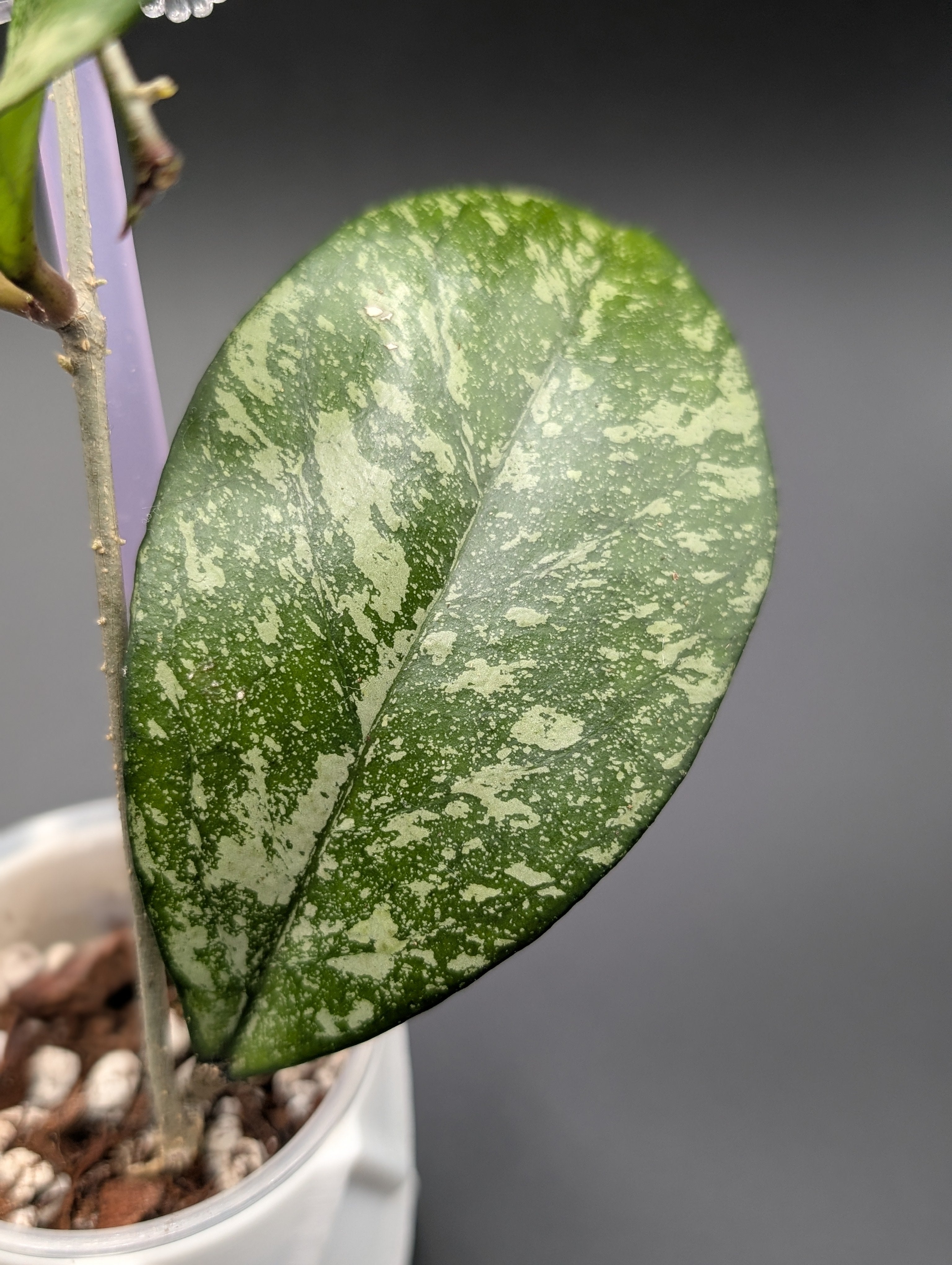 Hoya Crassipetiolata x Michele Splash