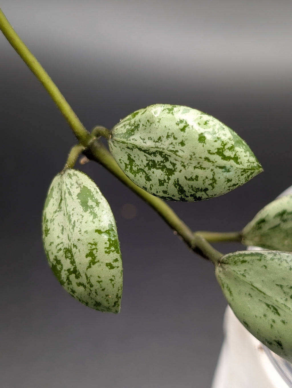 Hoya Lacunosa Sulcata