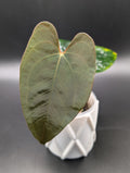 Anthurium Wu Pap x Novelty AOS