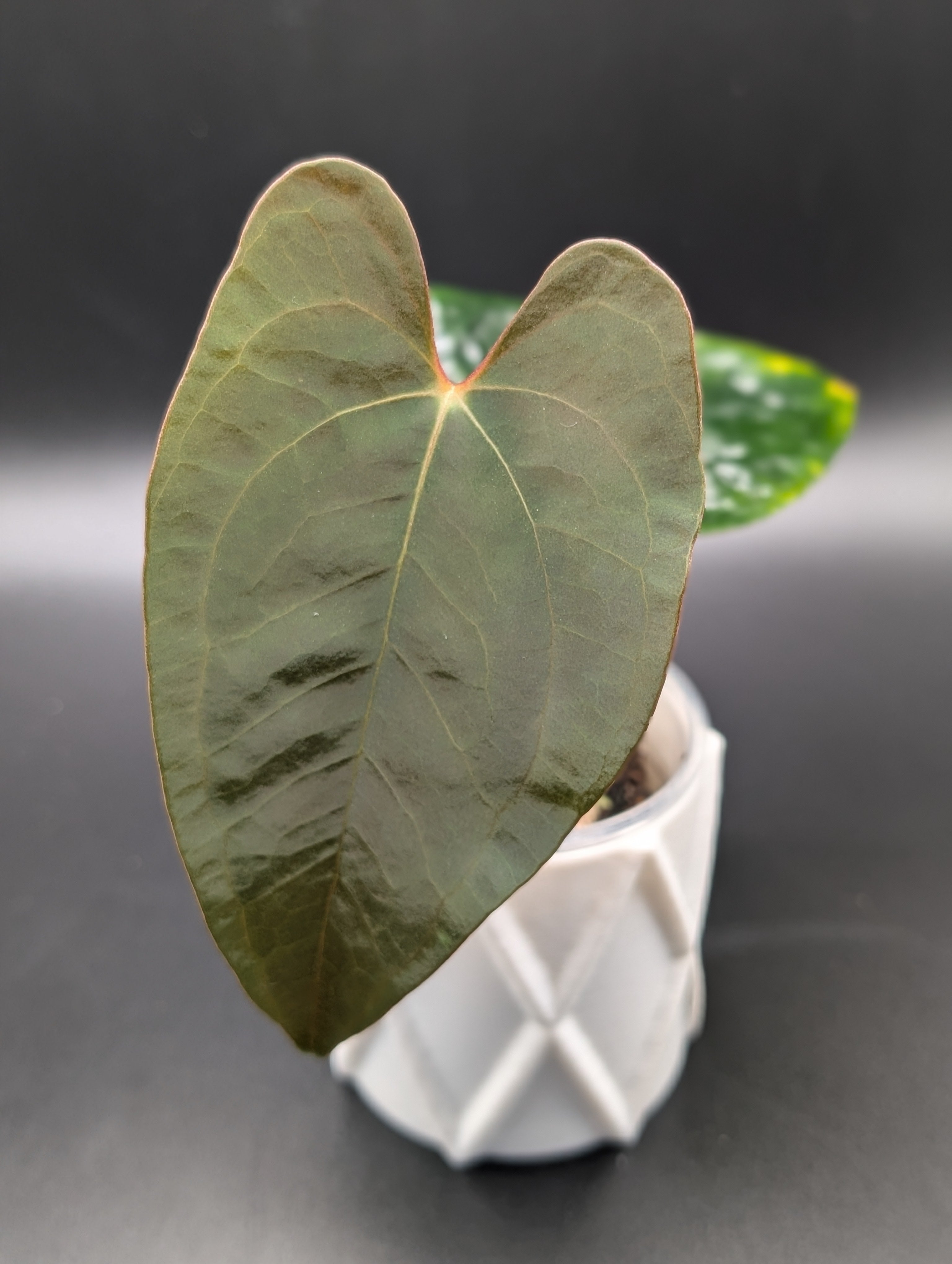 Anthurium Wu Pap x Novelty AOS