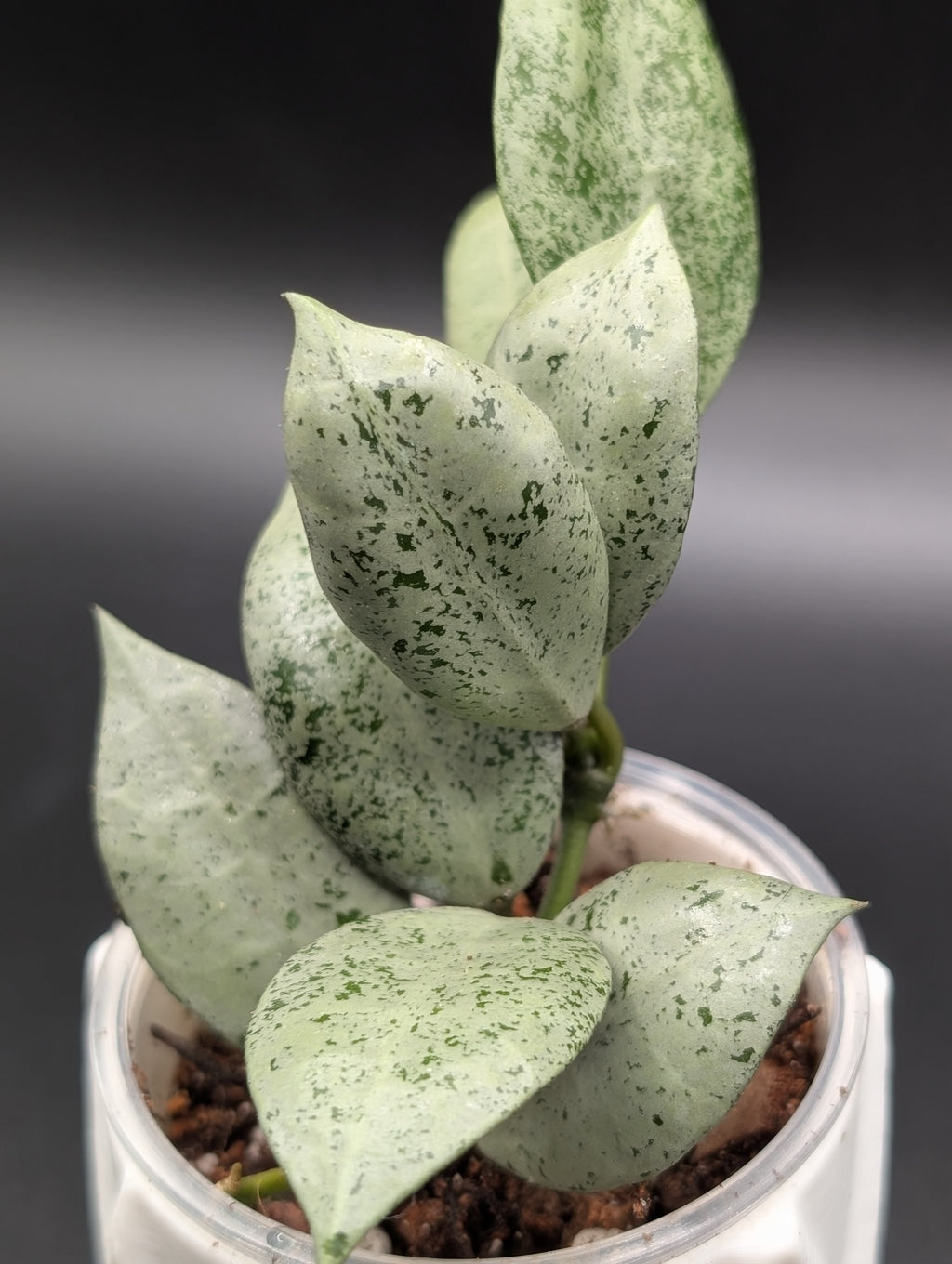 Hoya Lacunosa 'Lionel' (Clone 1)