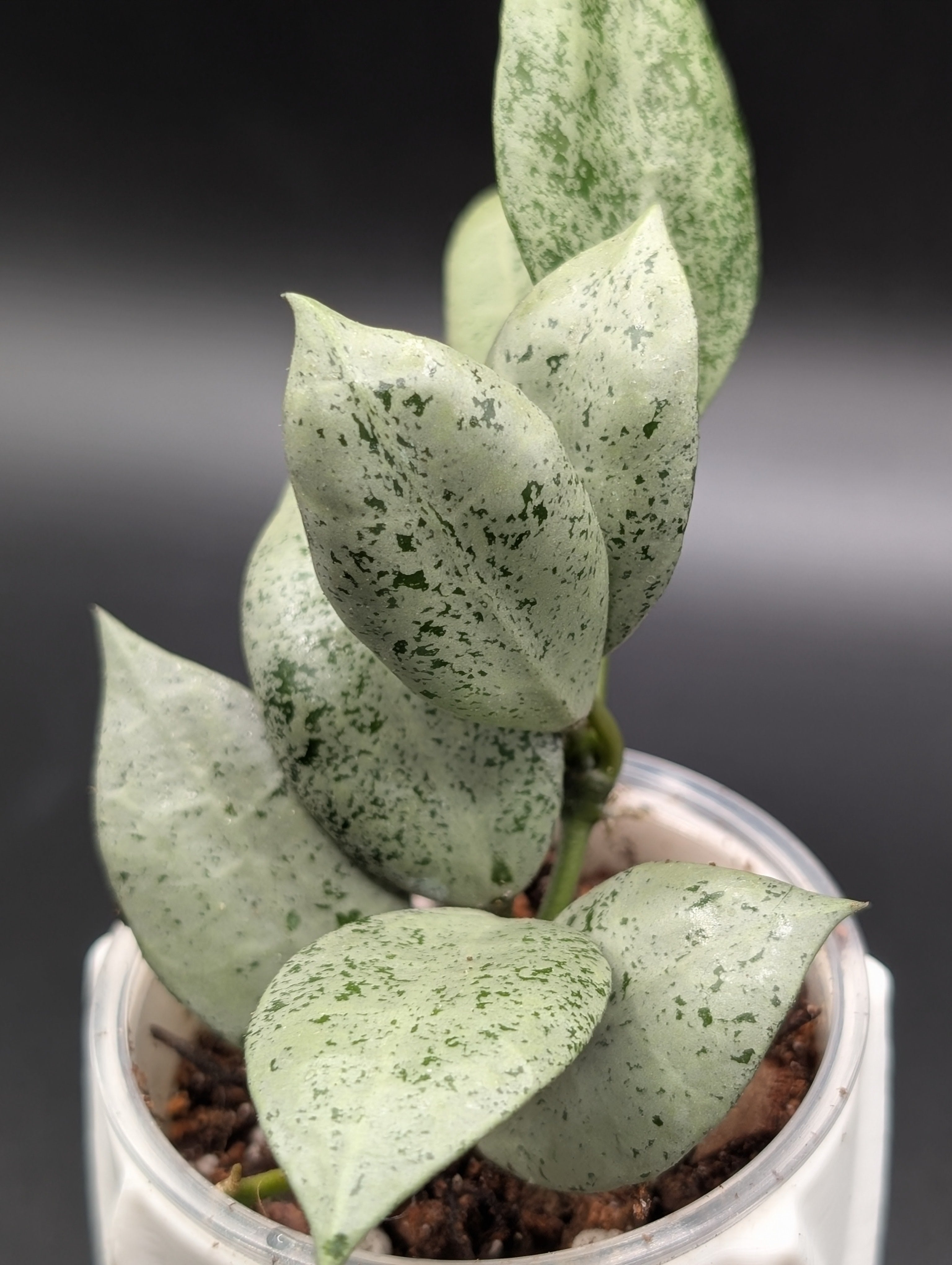 Hoya Lacunosa 'Lionel' (Clone 1)
