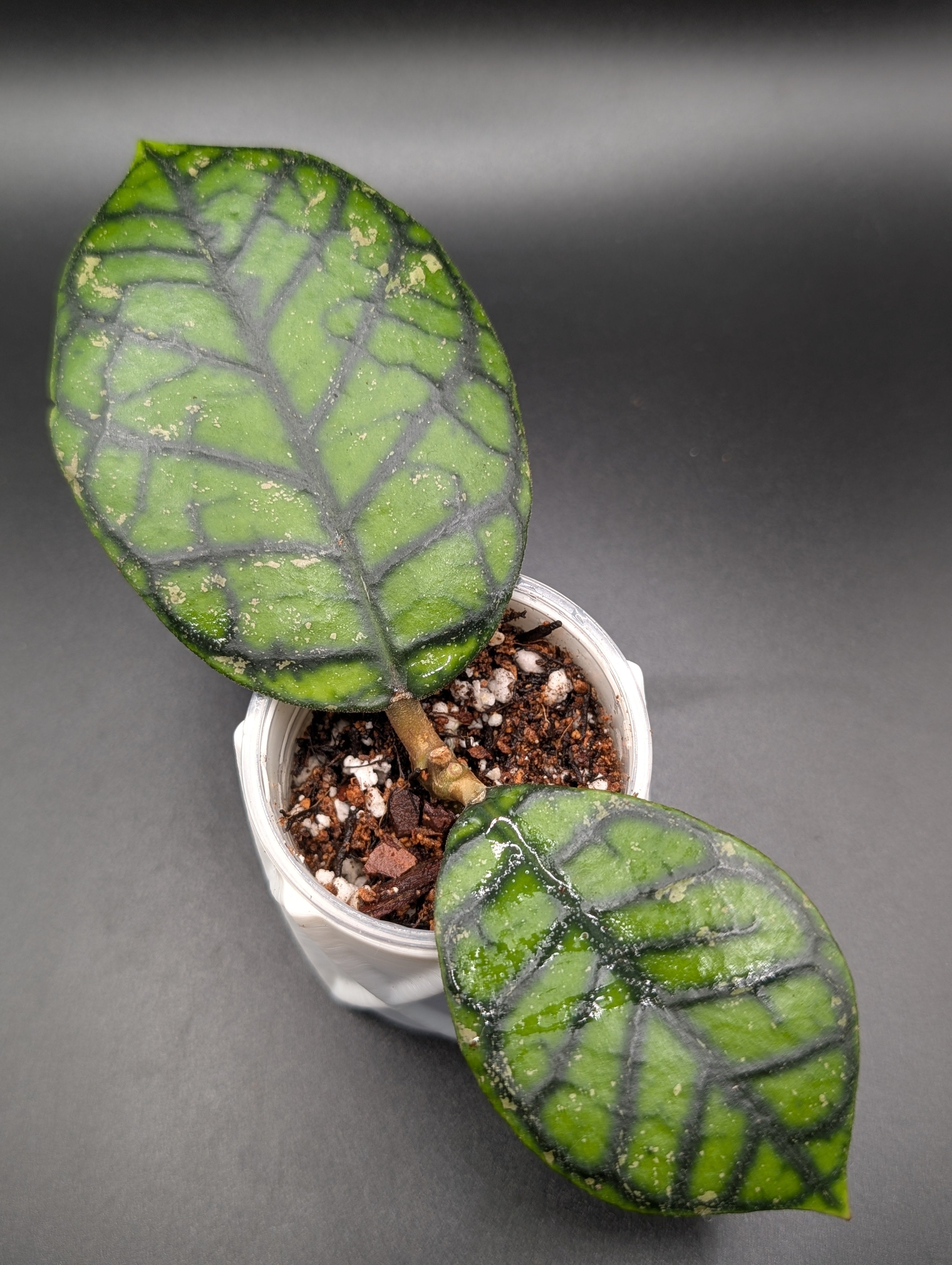 Hoya Callistophylla 'Chibi'