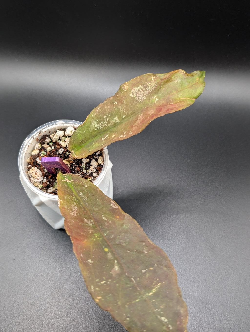 Hoya Undulata Splash (Red)