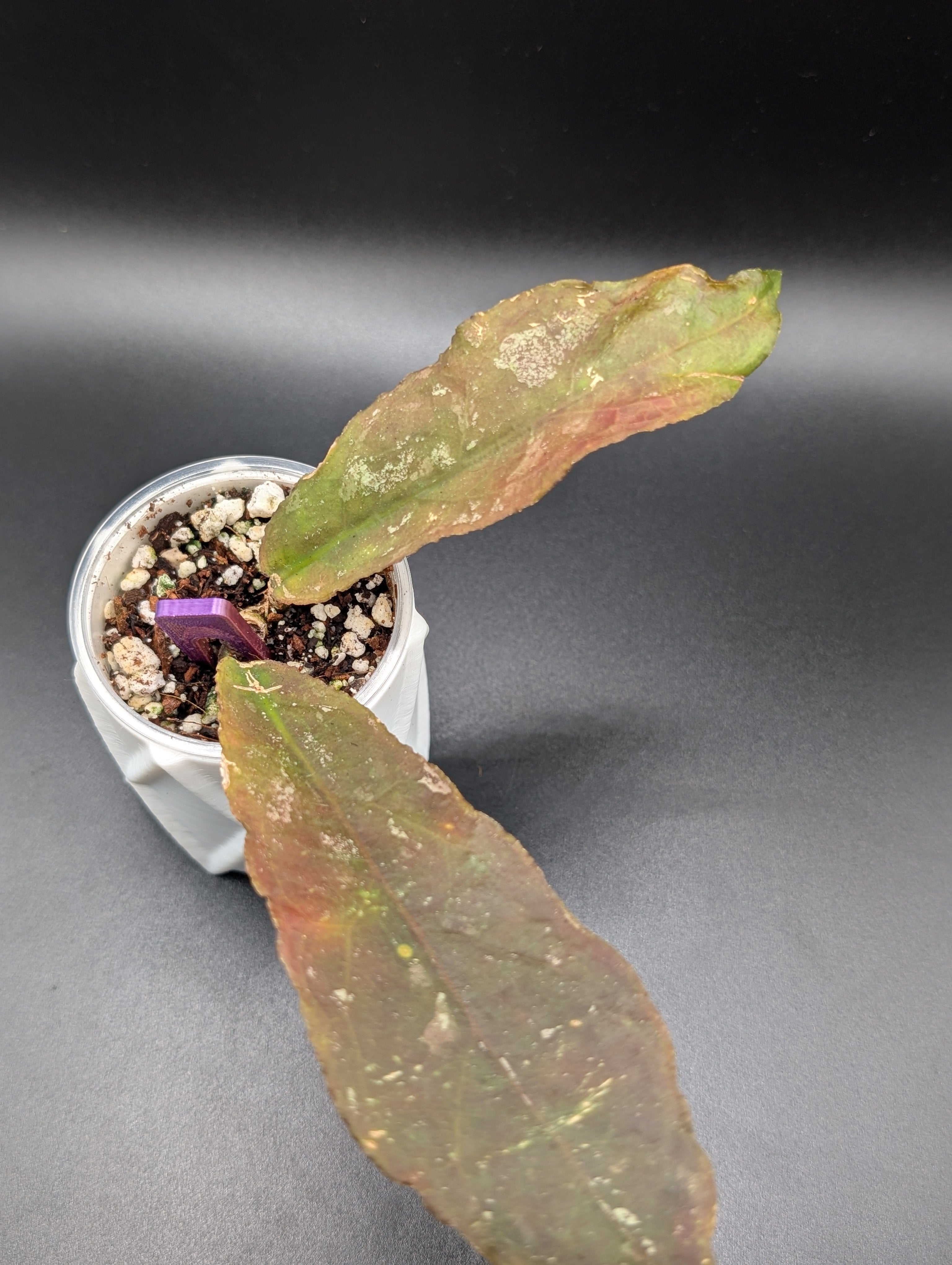 Hoya Undulata Splash (Red)