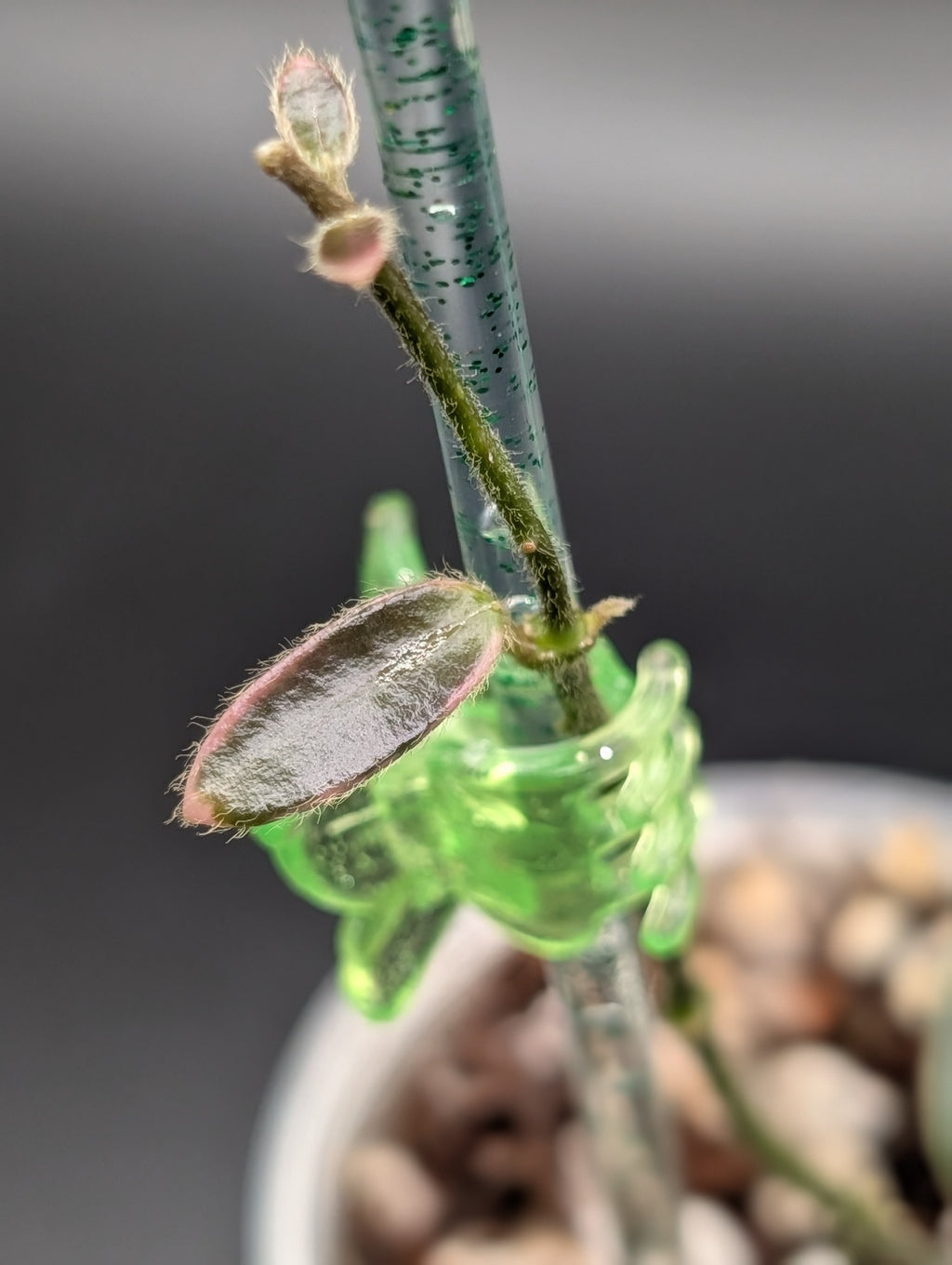 Hoya Lyi Prism 'Pink Flower'
