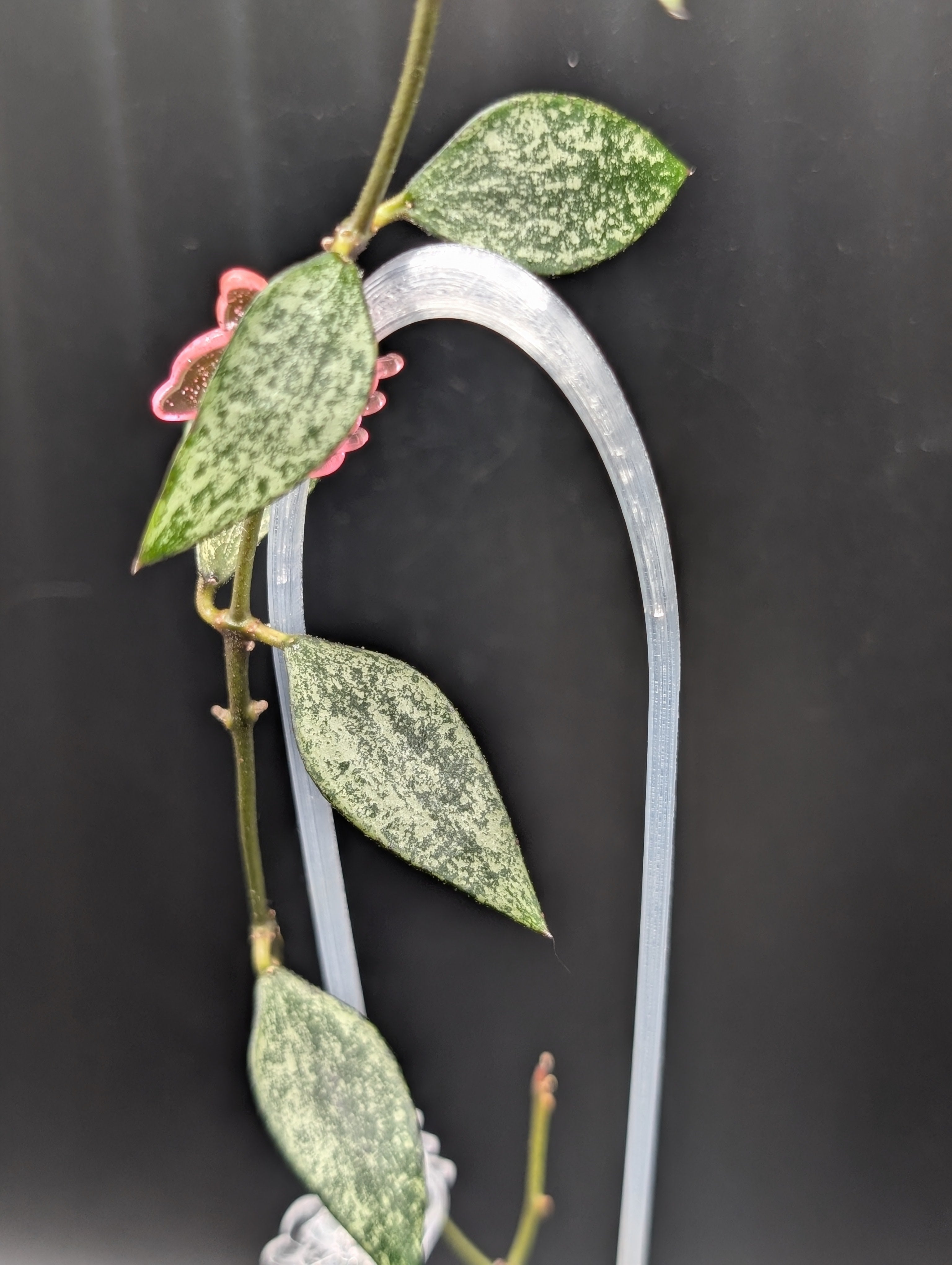 Hoya Parviflora 'Tala' (UPT 006)